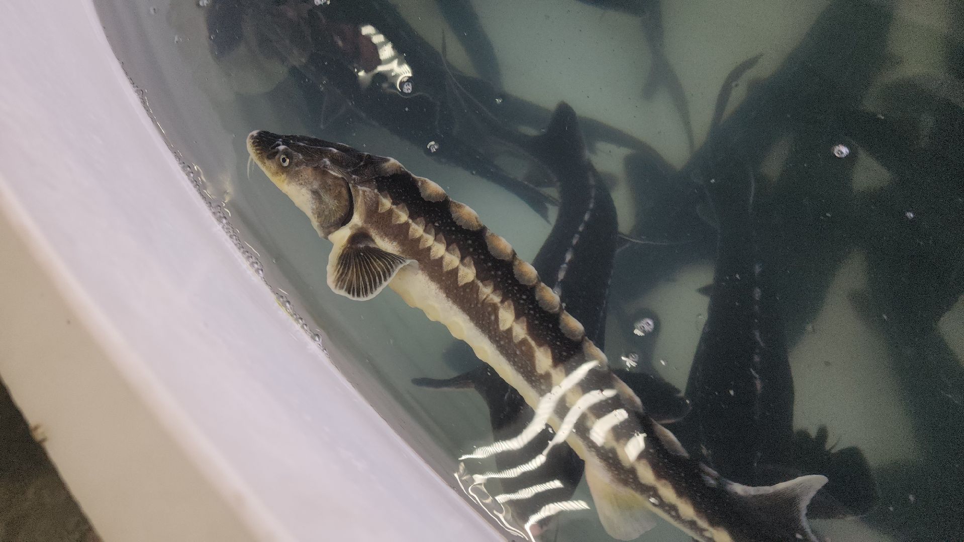 Зарайск, Город на Осетре, Осетровая ферма,осетр,