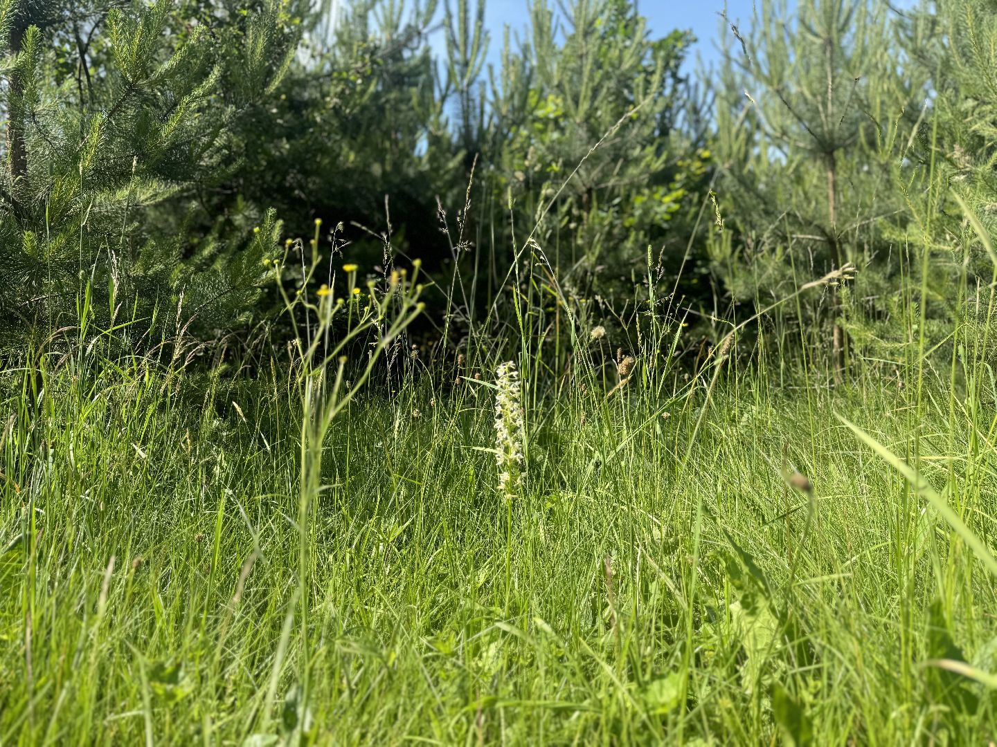 дикая орхидея , любка двулистная , ленинский городской округ, краснокнижное растение ,