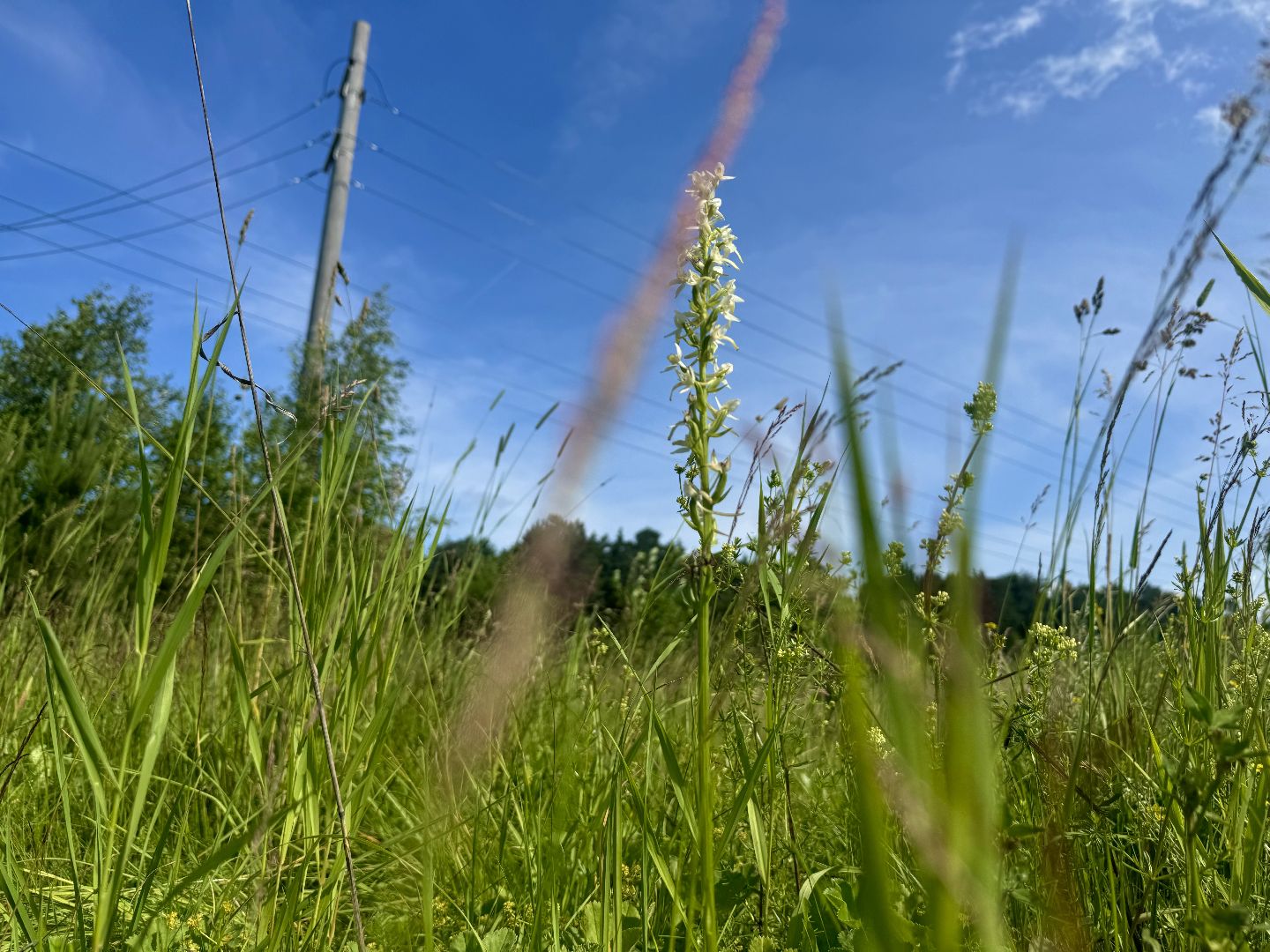 дикая орхидея , любка двулистная , ленинский городской округ, краснокнижное растение ,