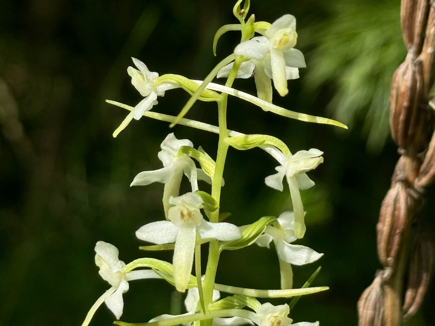 дикая орхидея , любка двулистная , ленинский городской округ, краснокнижное растение ,