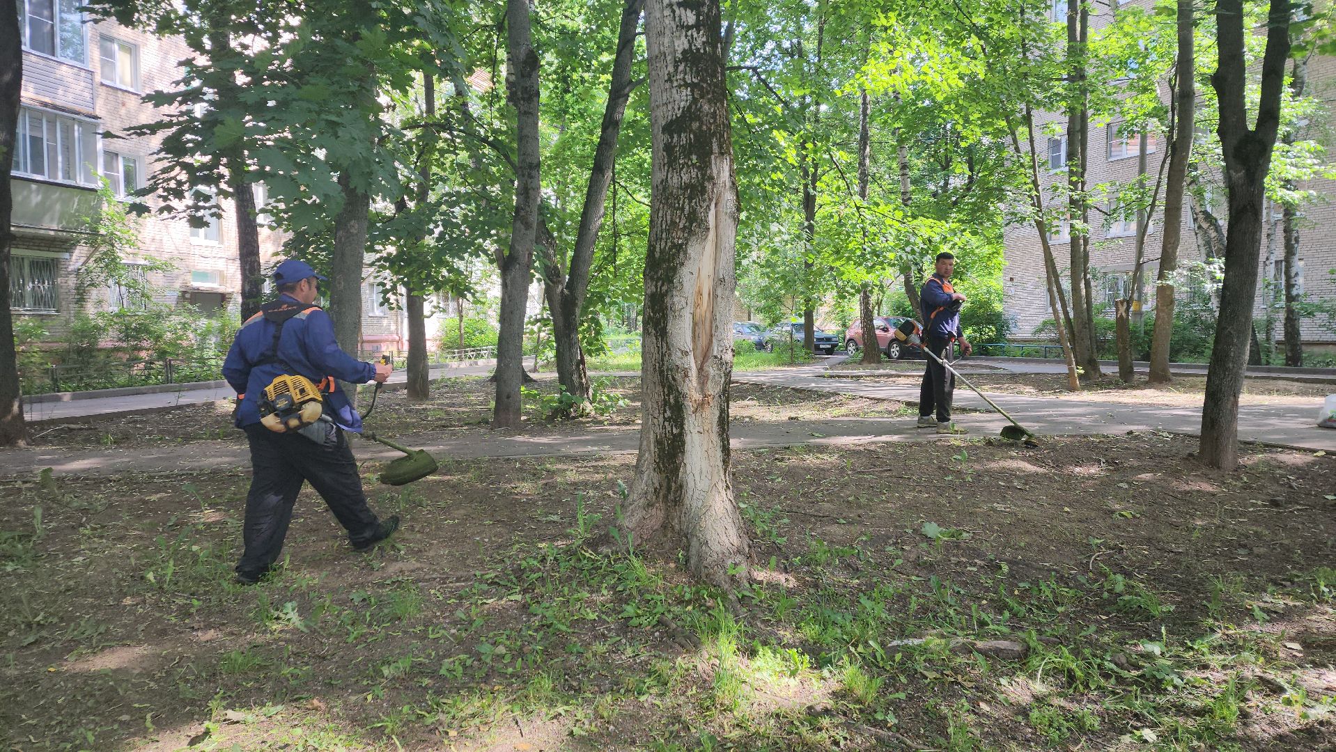 вертикалки, пушкино, покос травы, коммунальная служба, придомовая территория,газонокосилка,