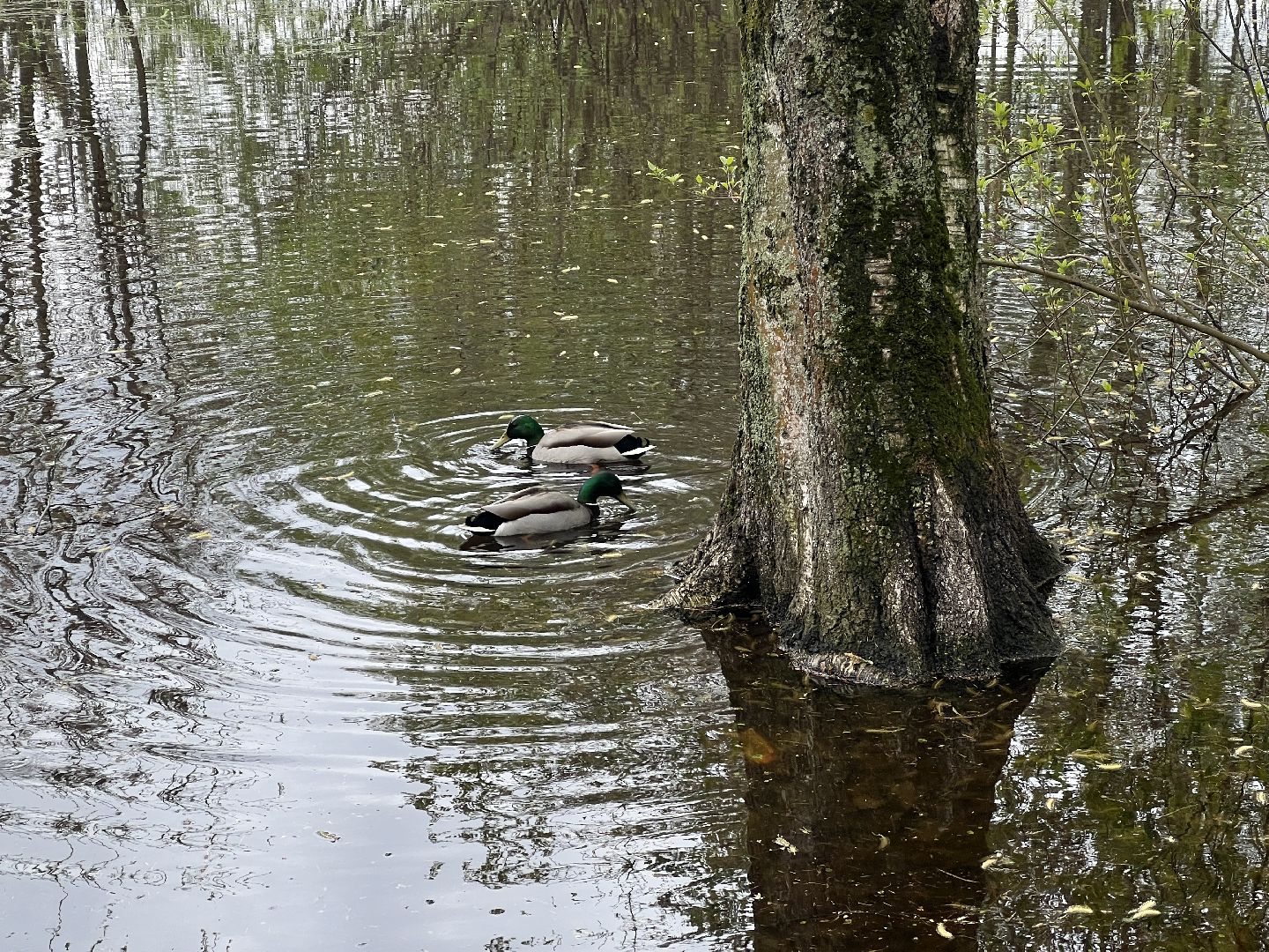 Химки, парк Дубки, утки, природа