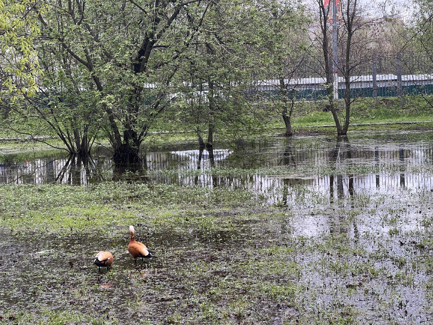 Химки, парк Дубки, утки, природа