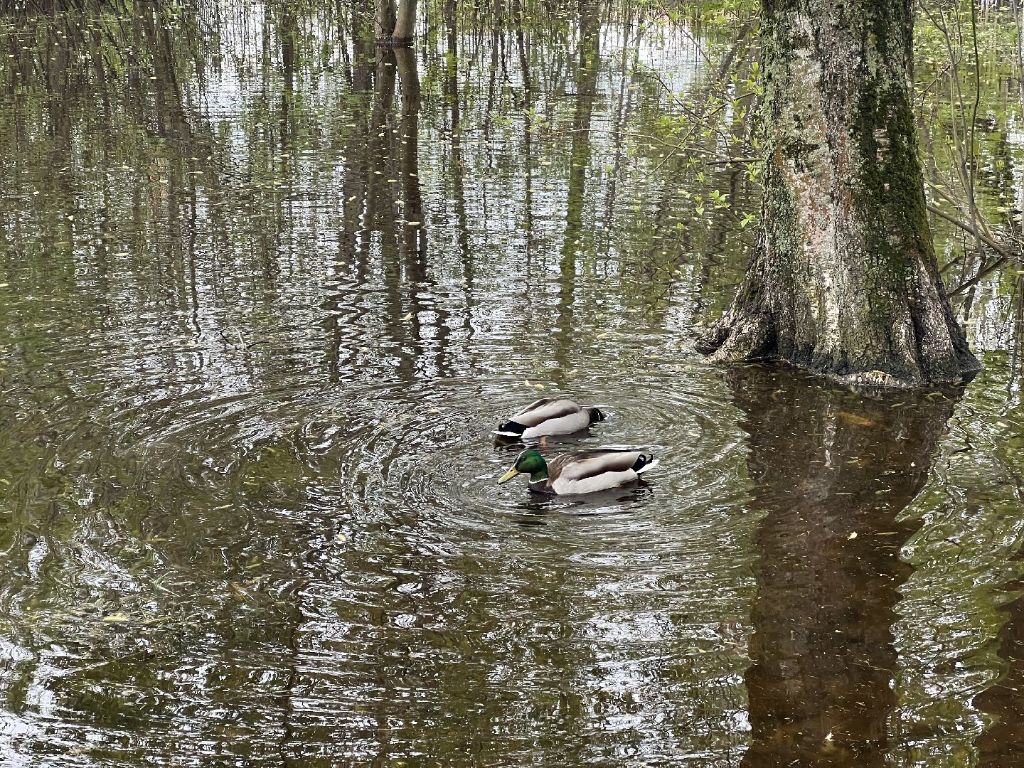 Химки, парк Дубки, утки, природа