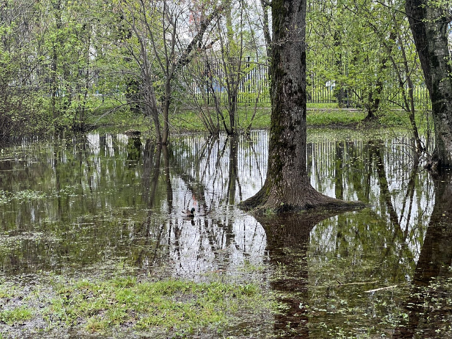Химки, парк Дубки, утки, природа