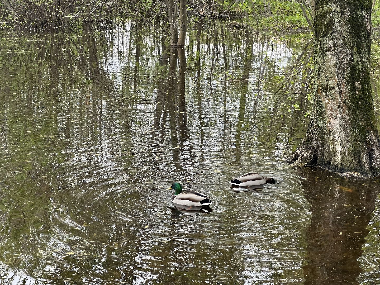 Химки, парк Дубки, утки, природа