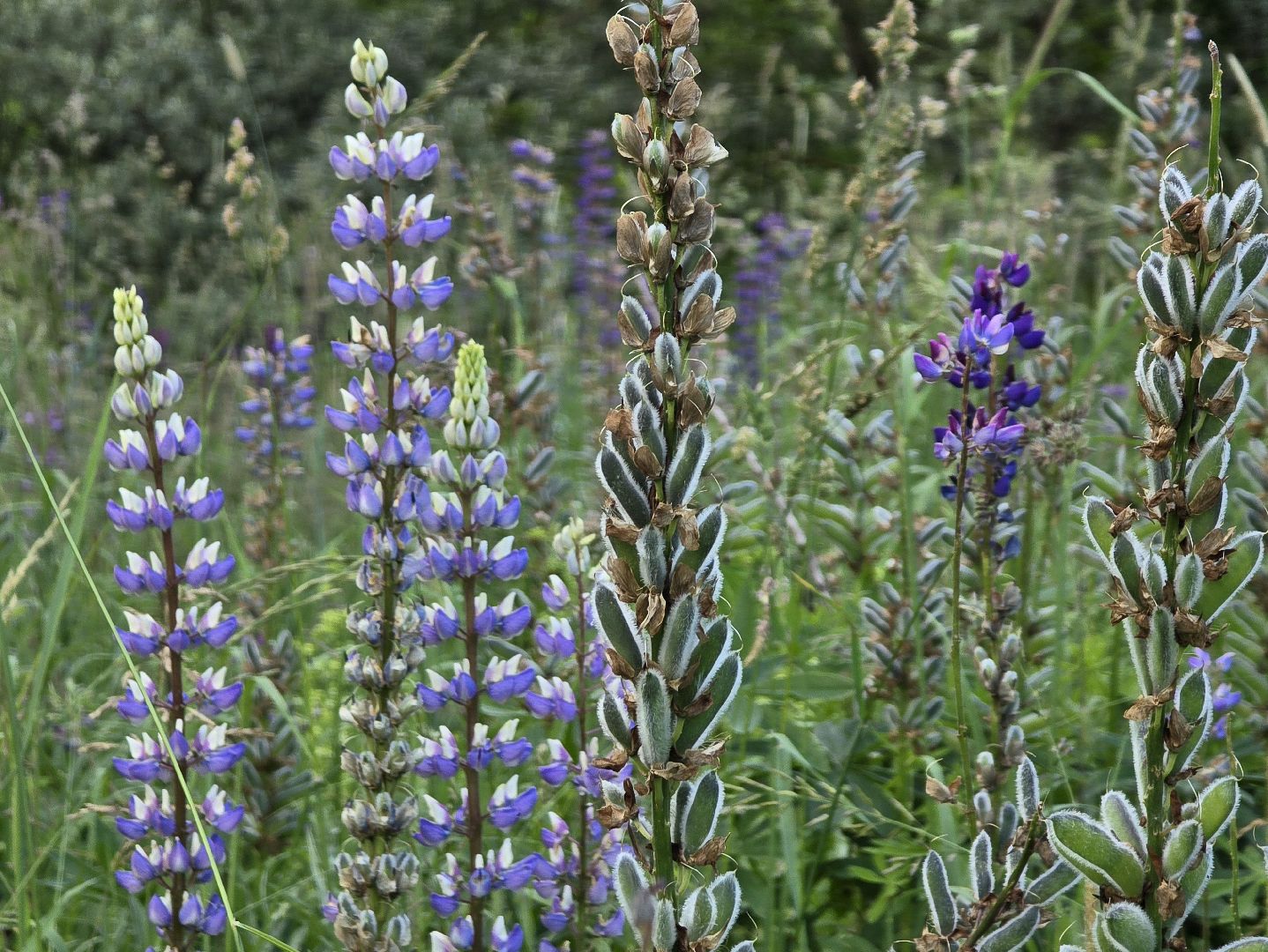 Коломна, цветы, фотосессия, локации для фотографий,