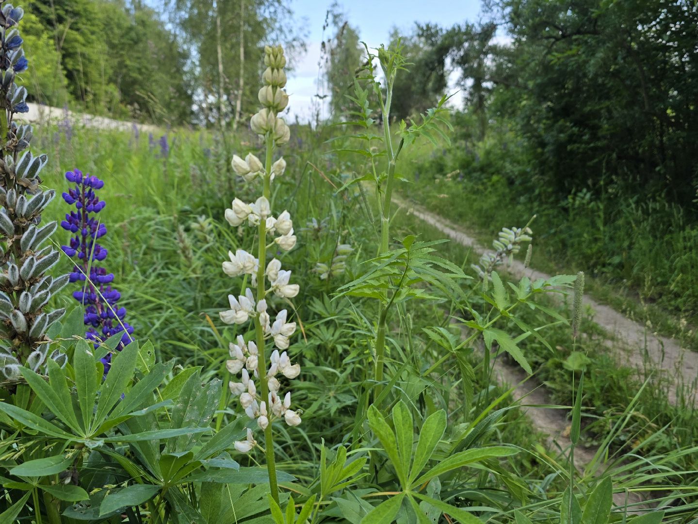 Коломна, цветы, фотосессия, локации для фотографий,