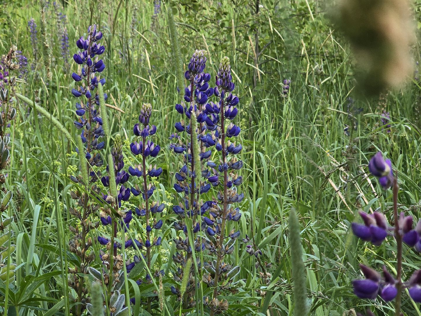 Коломна, цветы, фотосессия, локации для фотографий,