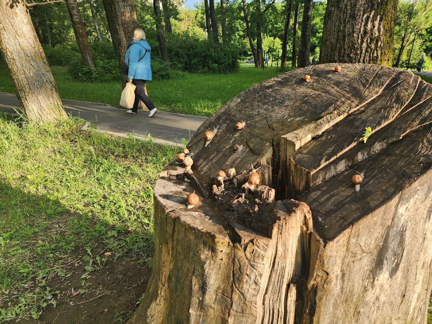 пущино, серпухов, улитки, экология,