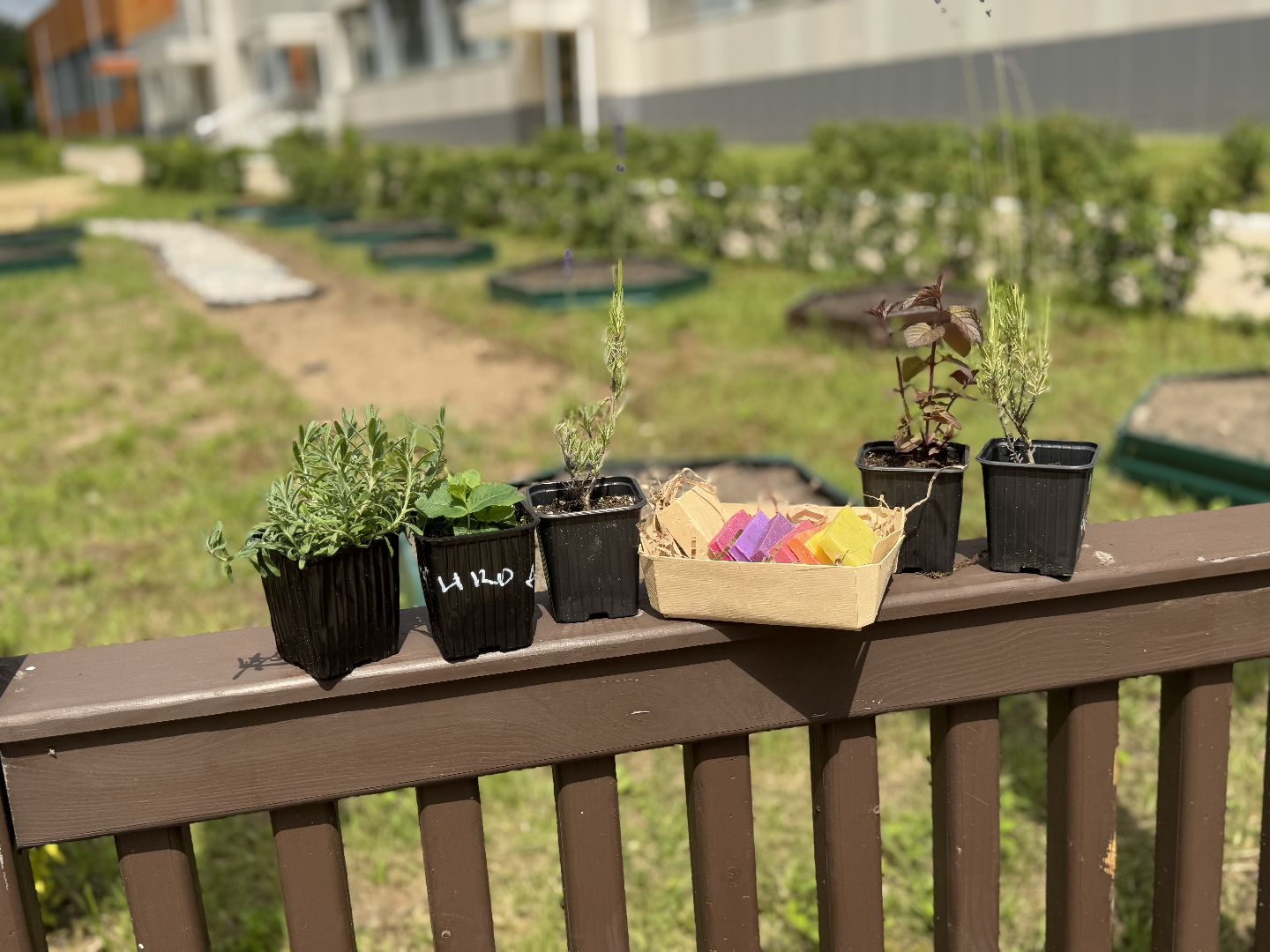 Гимназия 1 им Героя Российской Федерации А.В. Баландина, Балашиха, аптекарский огород,