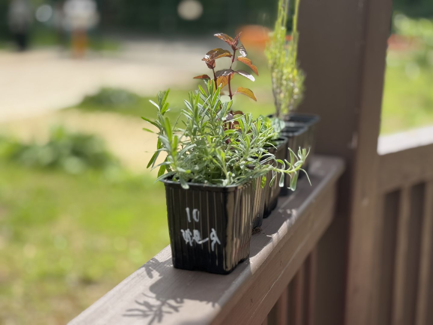 Гимназия 1 им Героя Российской Федерации А.В. Баландина, Балашиха, аптекарский огород,