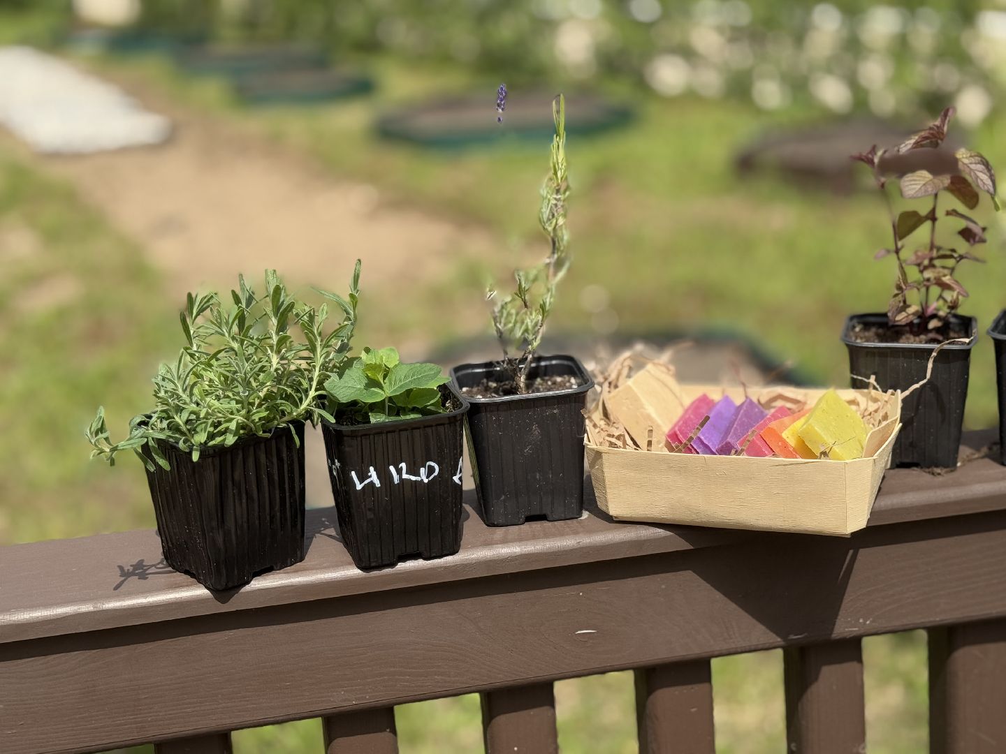 Гимназия 1 им Героя Российской Федерации А.В. Баландина, Балашиха, аптекарский огород,