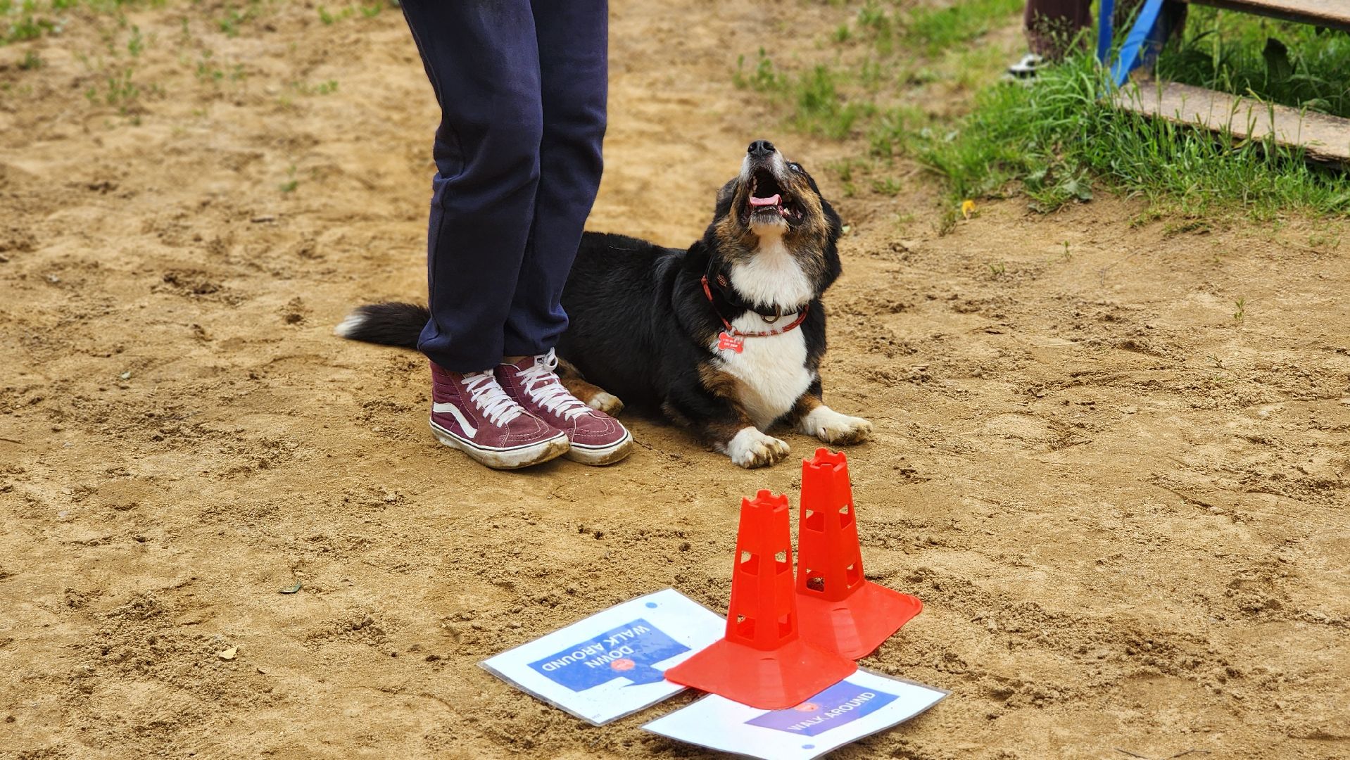 солнечногорск, животные, дрессировка, собаки,