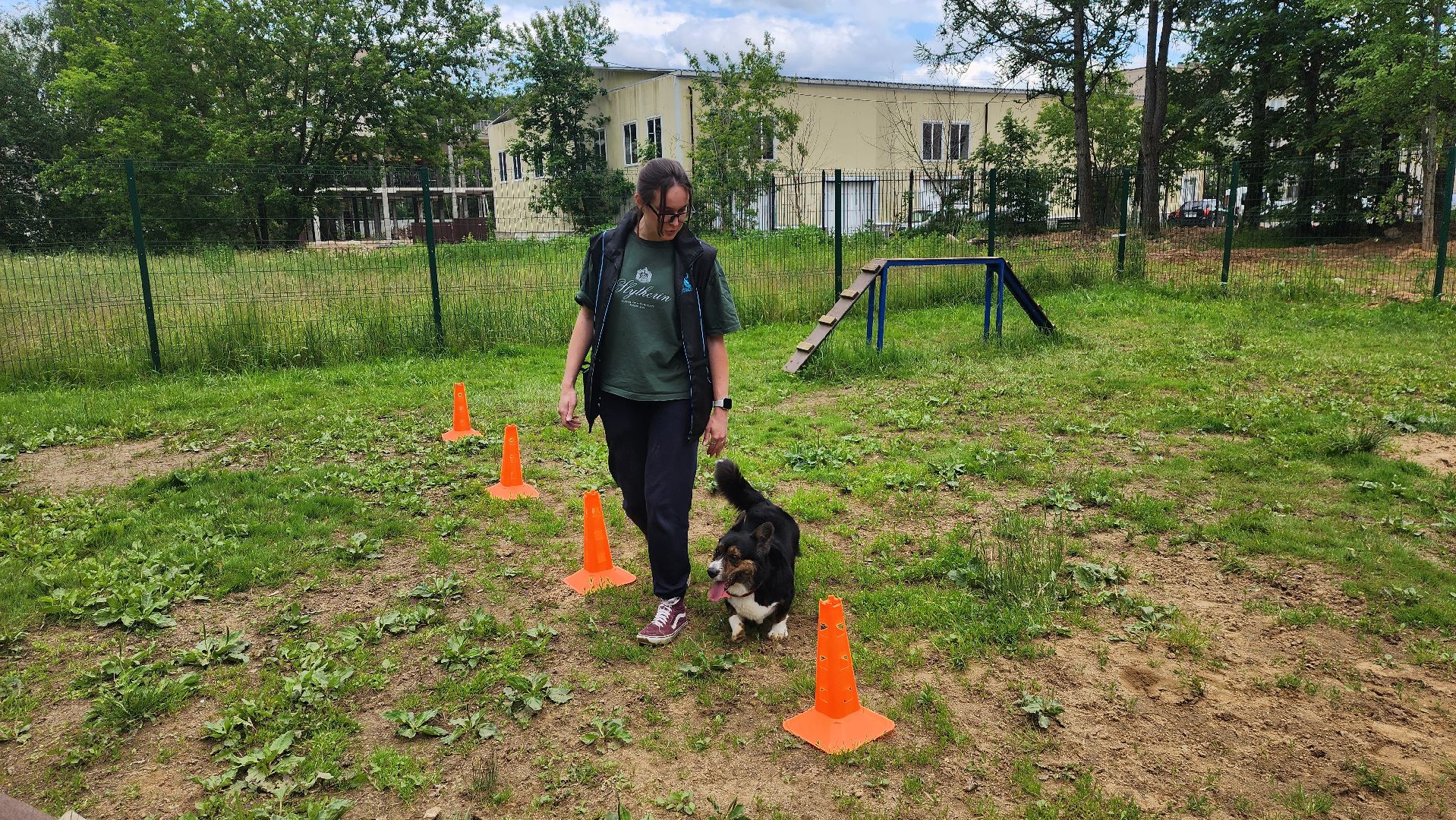 солнечногорск, животные, дрессировка, собаки,