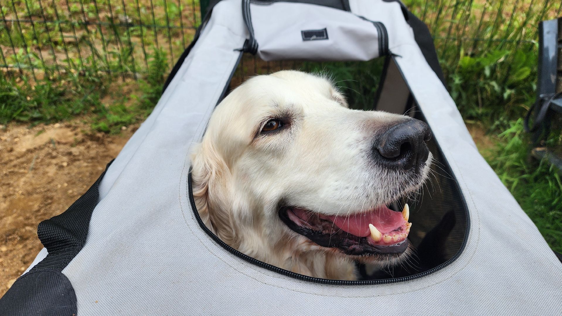 солнечногорск, животные, дрессировка, собаки,