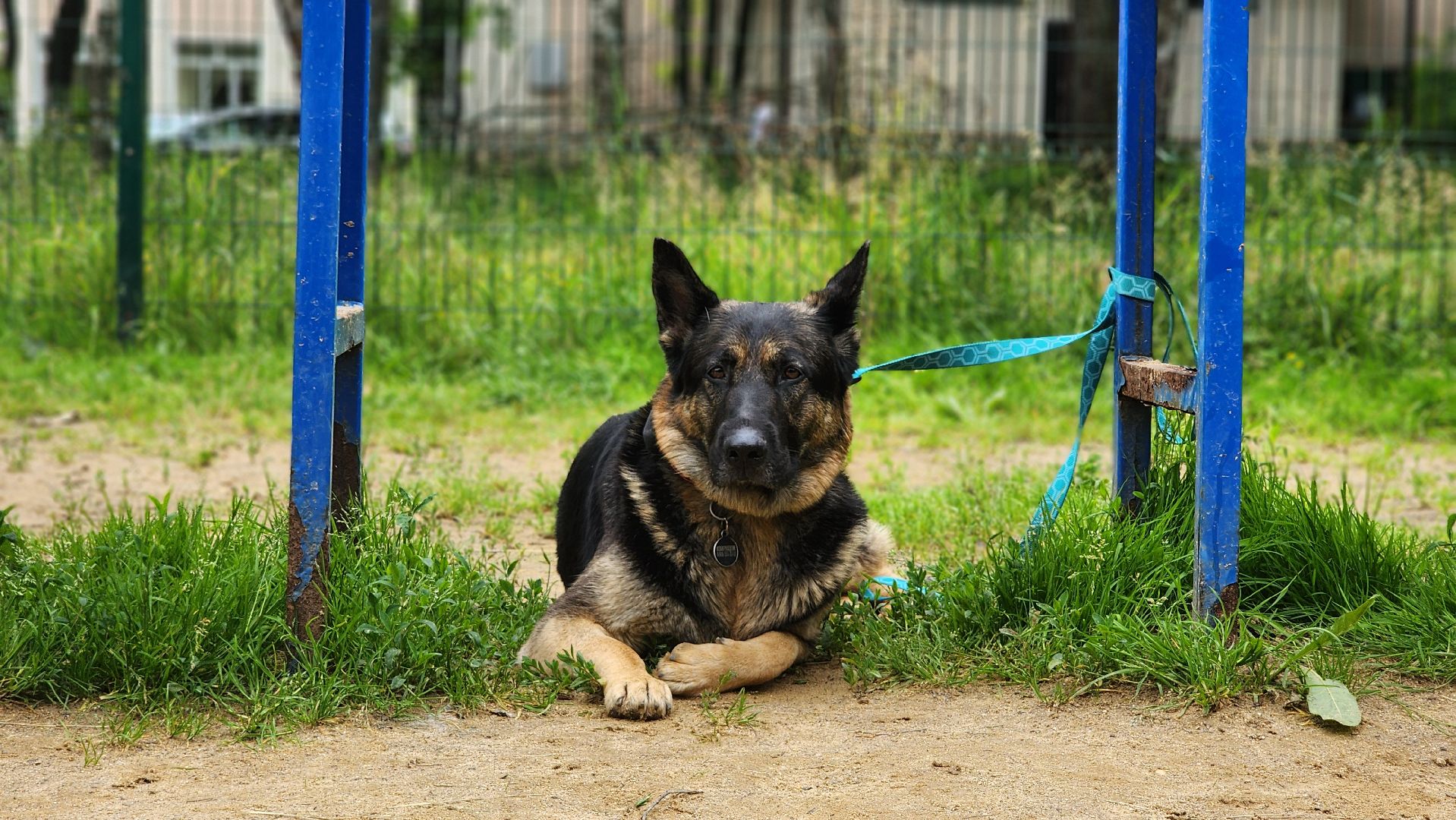 солнечногорск, животные, дрессировка, собаки,