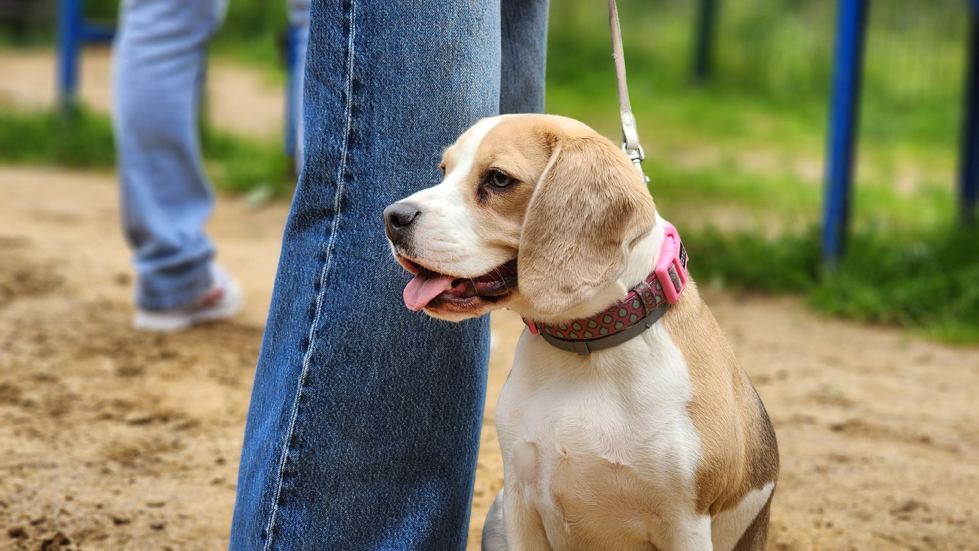солнечногорск, животные, дрессировка, собаки,