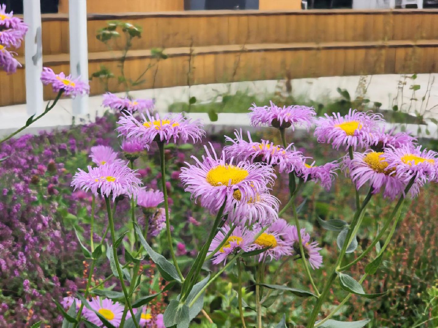 пущино, серпухов,  благоустройство,