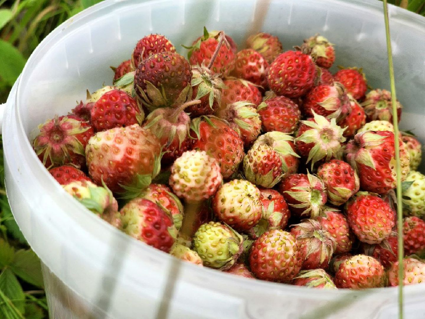 пущино, серпухов, лето в подмосковье, ягодный сезон,