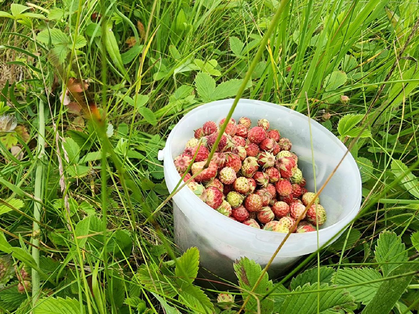 пущино, серпухов, лето в подмосковье, ягодный сезон,