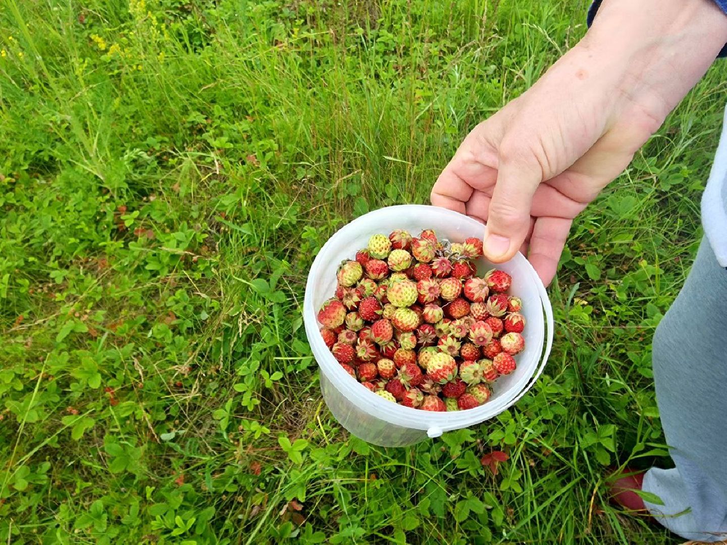 пущино, серпухов, лето в подмосковье, ягодный сезон,