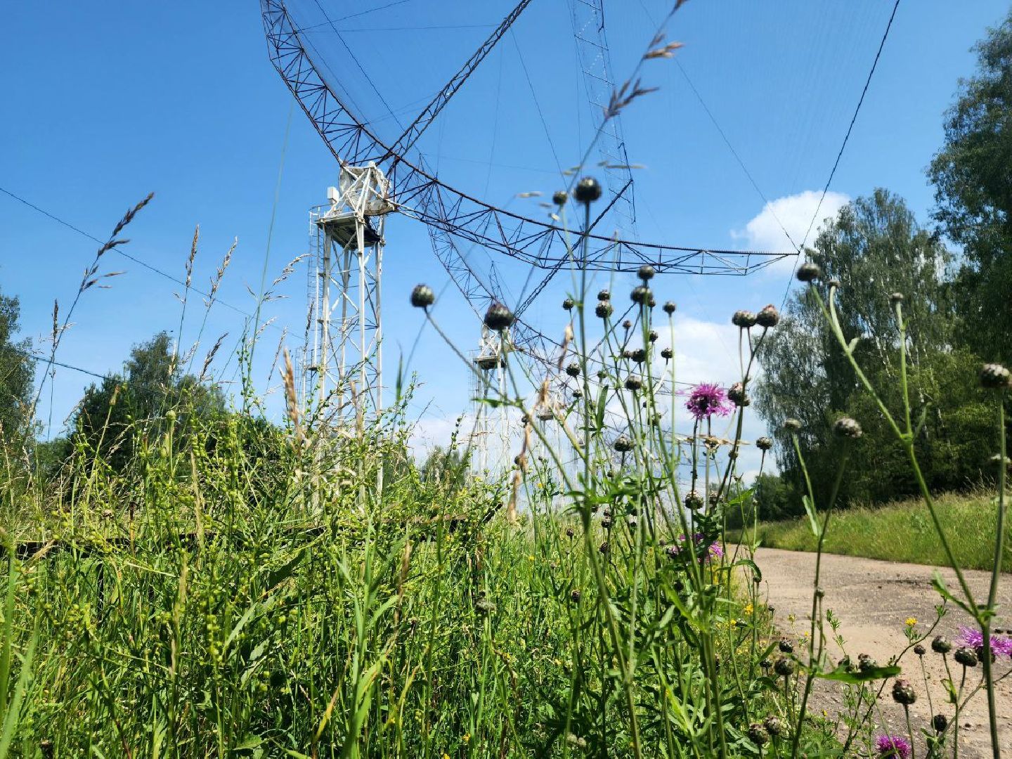 пущино, серпухов, лето в подмосковье, ягодный сезон,