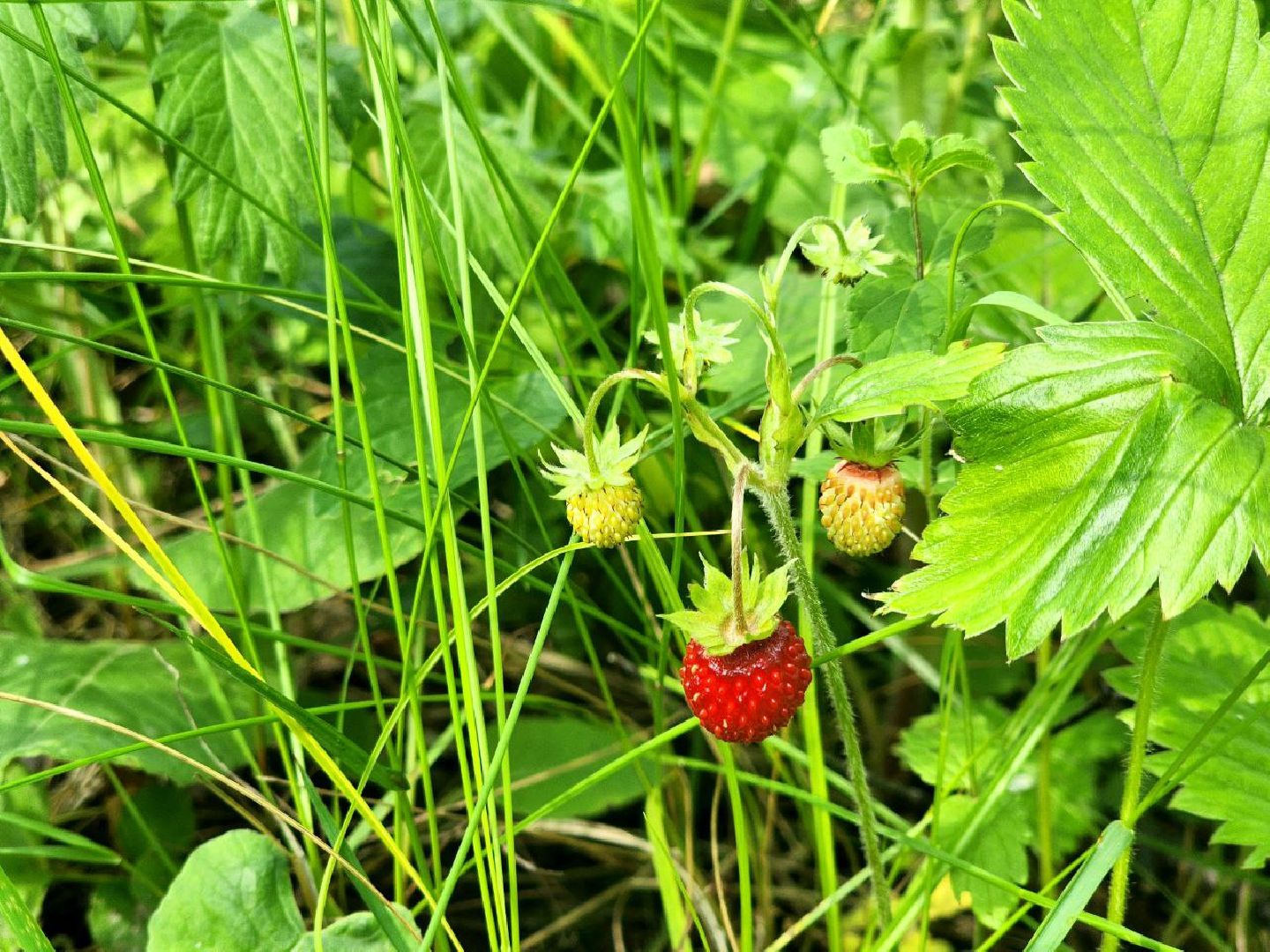 пущино, серпухов, лето в подмосковье, ягодный сезон,