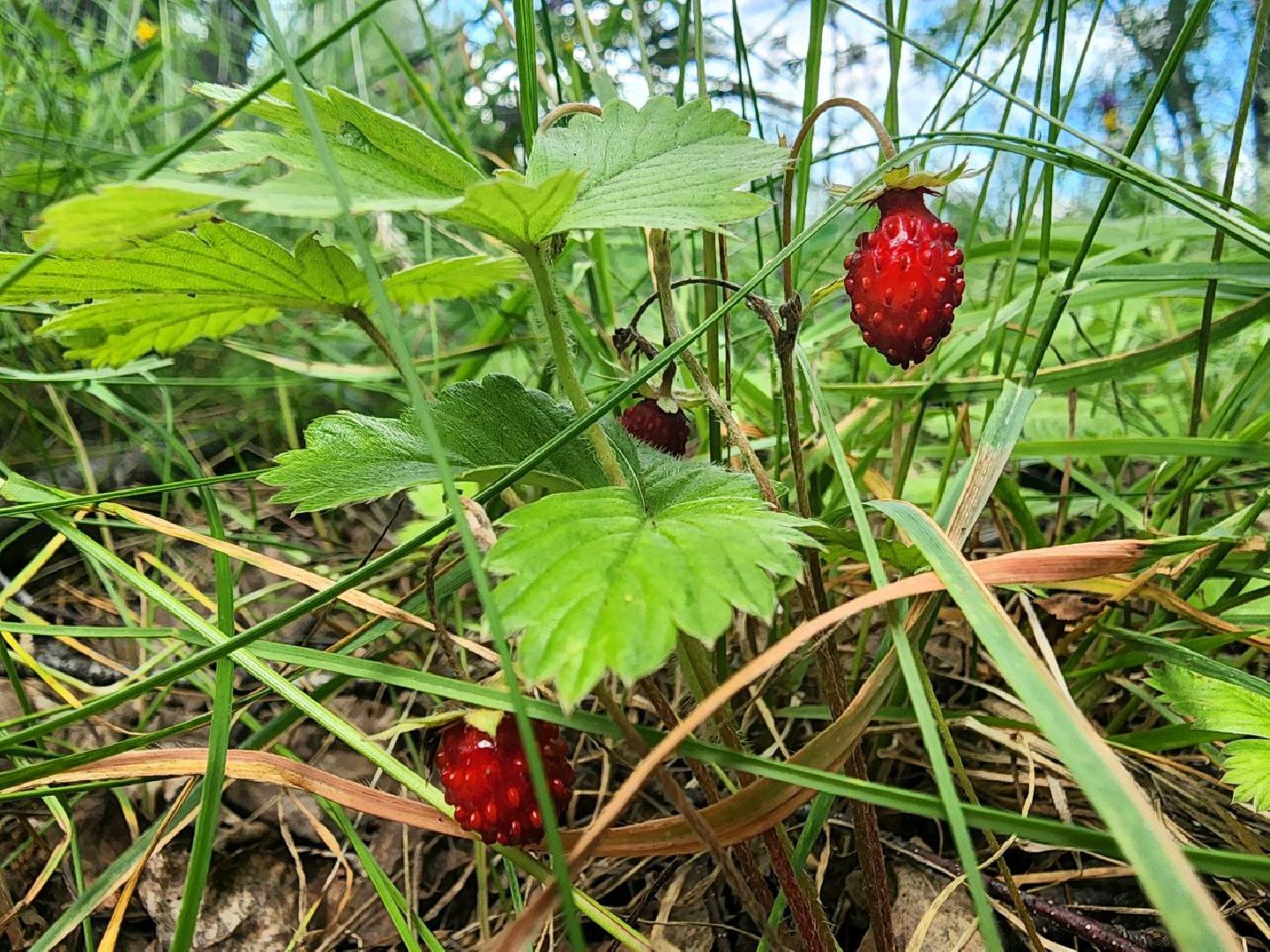 пущино, серпухов, лето в подмосковье, ягодный сезон,