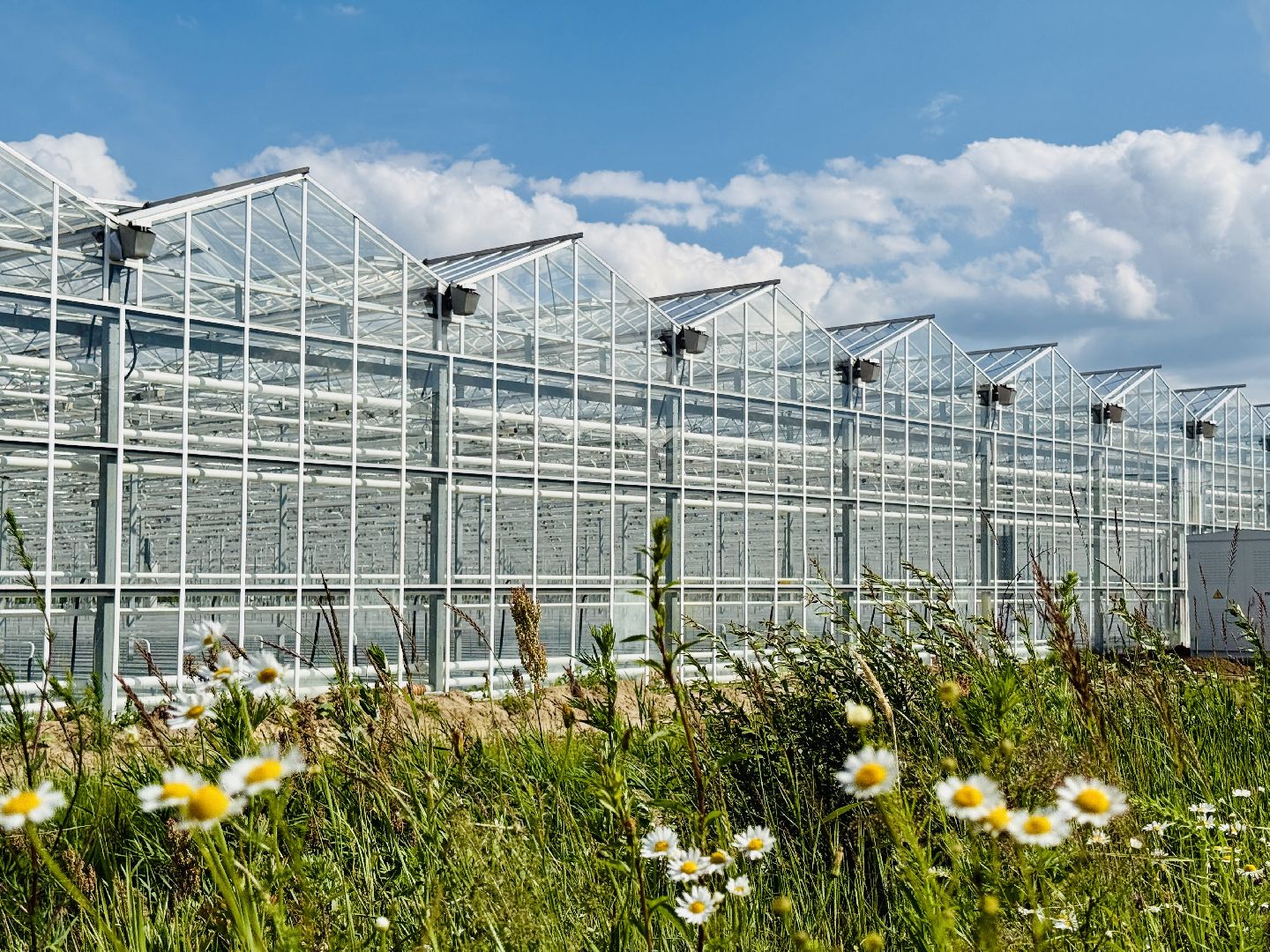 раменское, розы, подосинки, тепличный комплекс, производство, цветы,