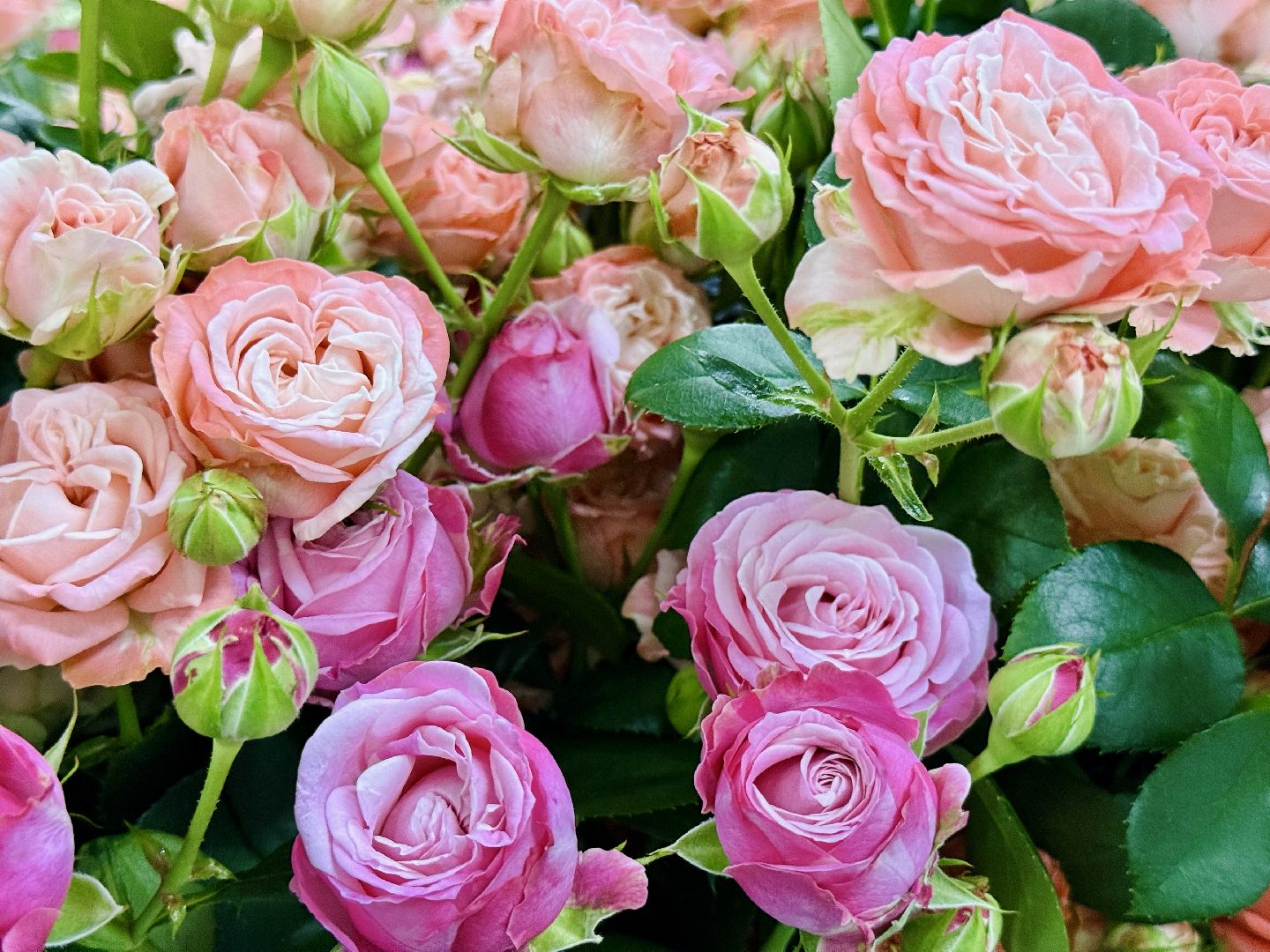 раменское, розы, подосинки, тепличный комплекс, производство, цветы,