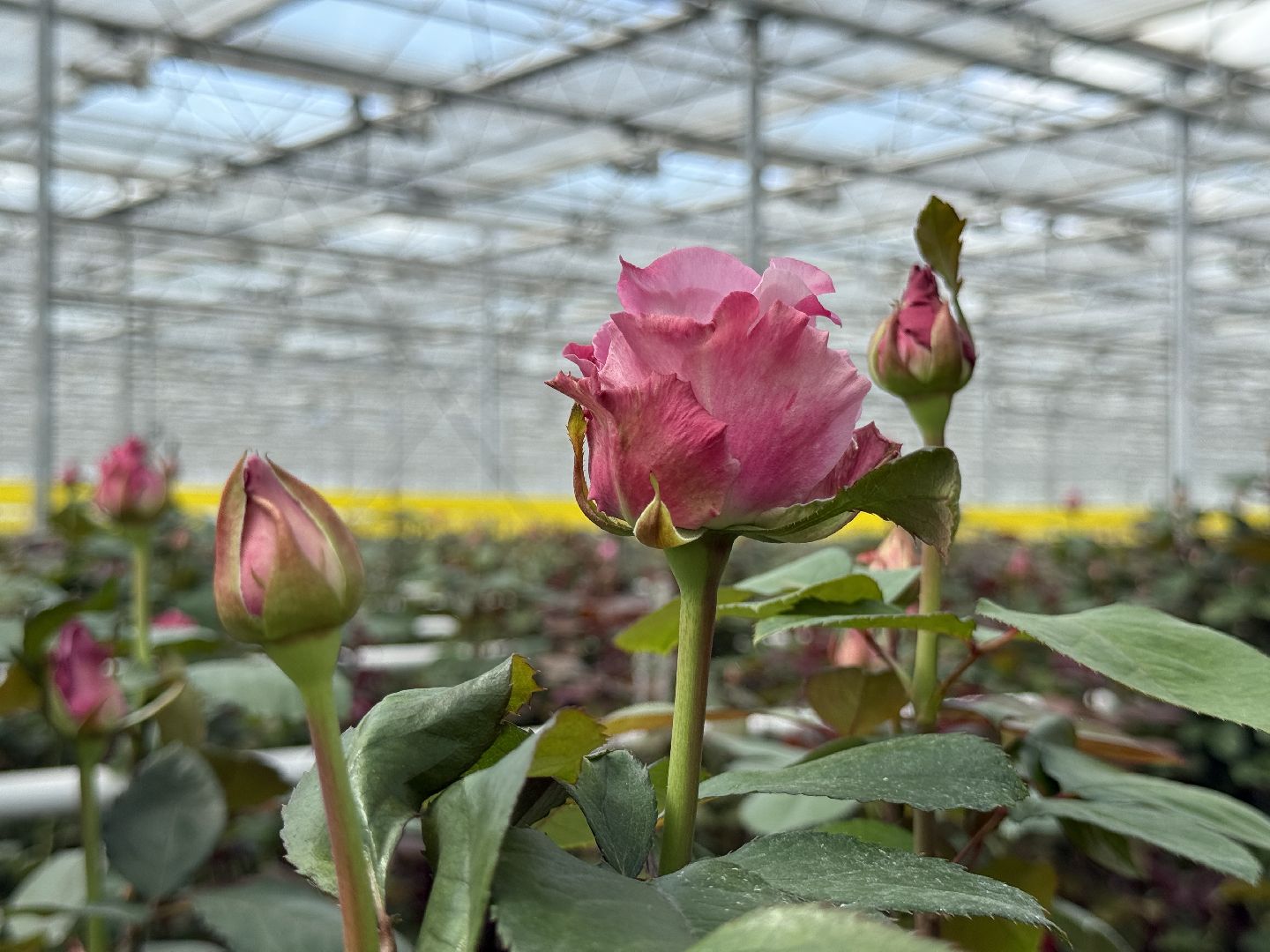 раменское, розы, подосинки, тепличный комплекс, производство, цветы,