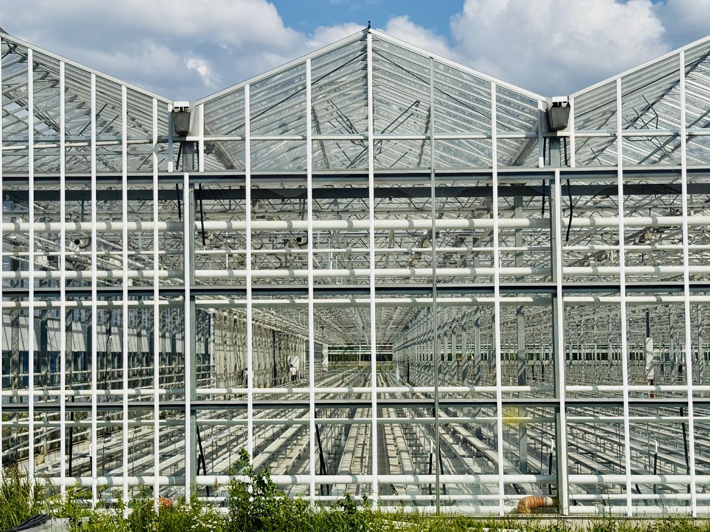 раменское, розы, подосинки, тепличный комплекс, производство, цветы,