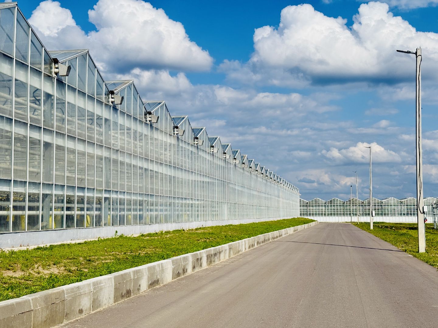 раменское, розы, подосинки, тепличный комплекс, производство, цветы,