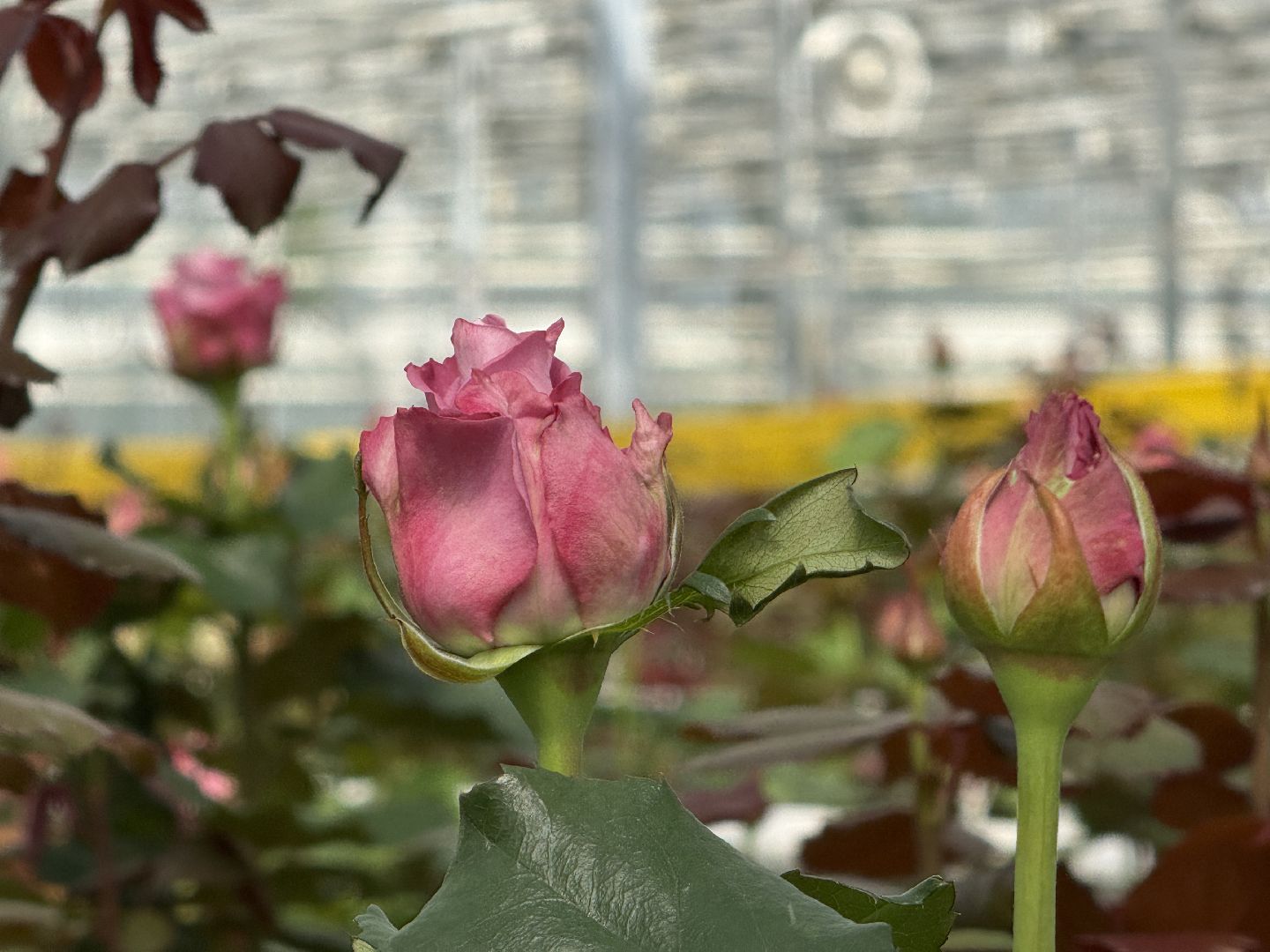 раменское, розы, подосинки, тепличный комплекс, производство, цветы,