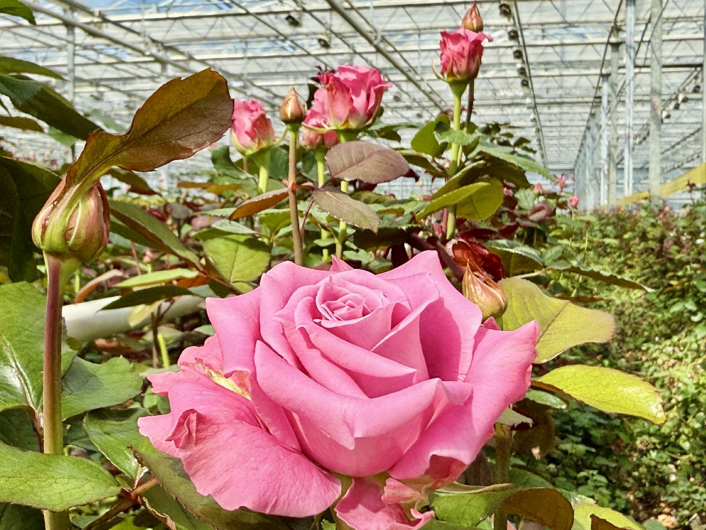 раменское, розы, подосинки, тепличный комплекс, производство, цветы,