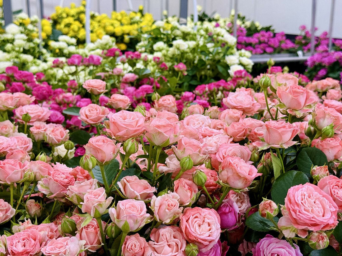 раменское, розы, подосинки, тепличный комплекс, производство, цветы,