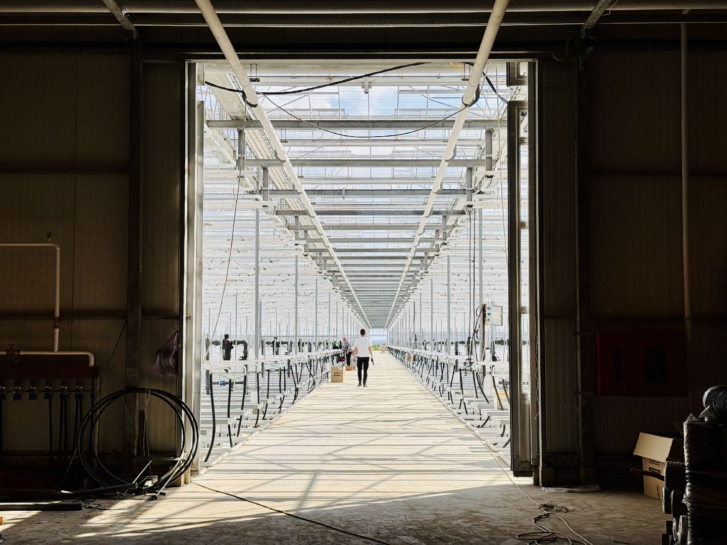 раменское, розы, подосинки, тепличный комплекс, производство, цветы,