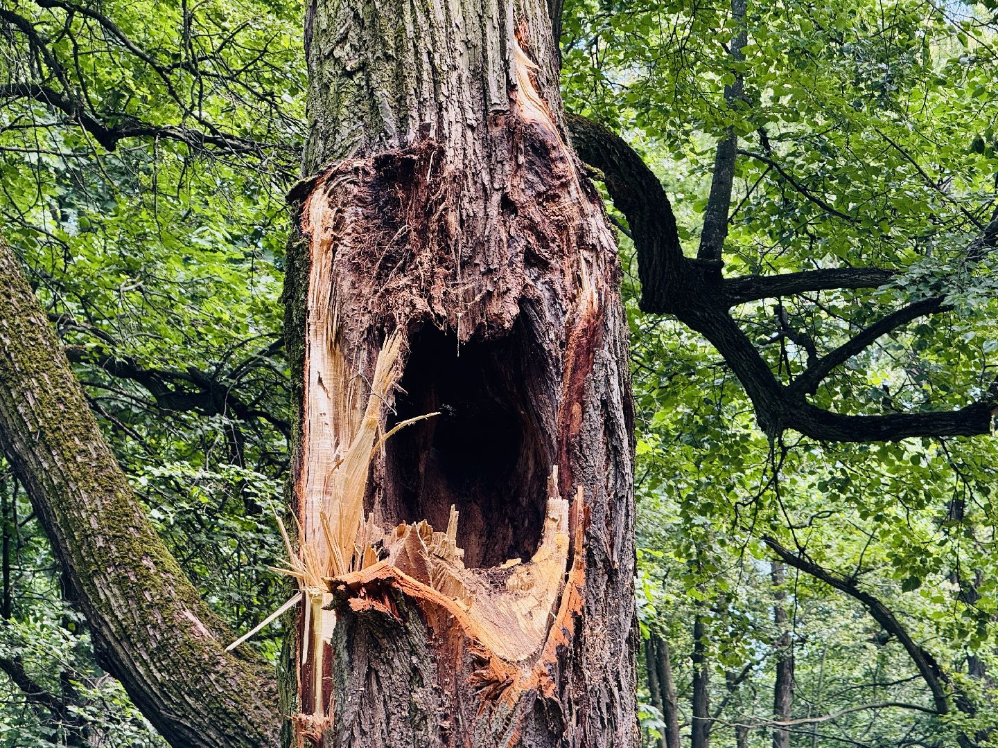 раменское, усадьба быково, ураган, волонтеры, Усадьба Быково Проект возрождения,