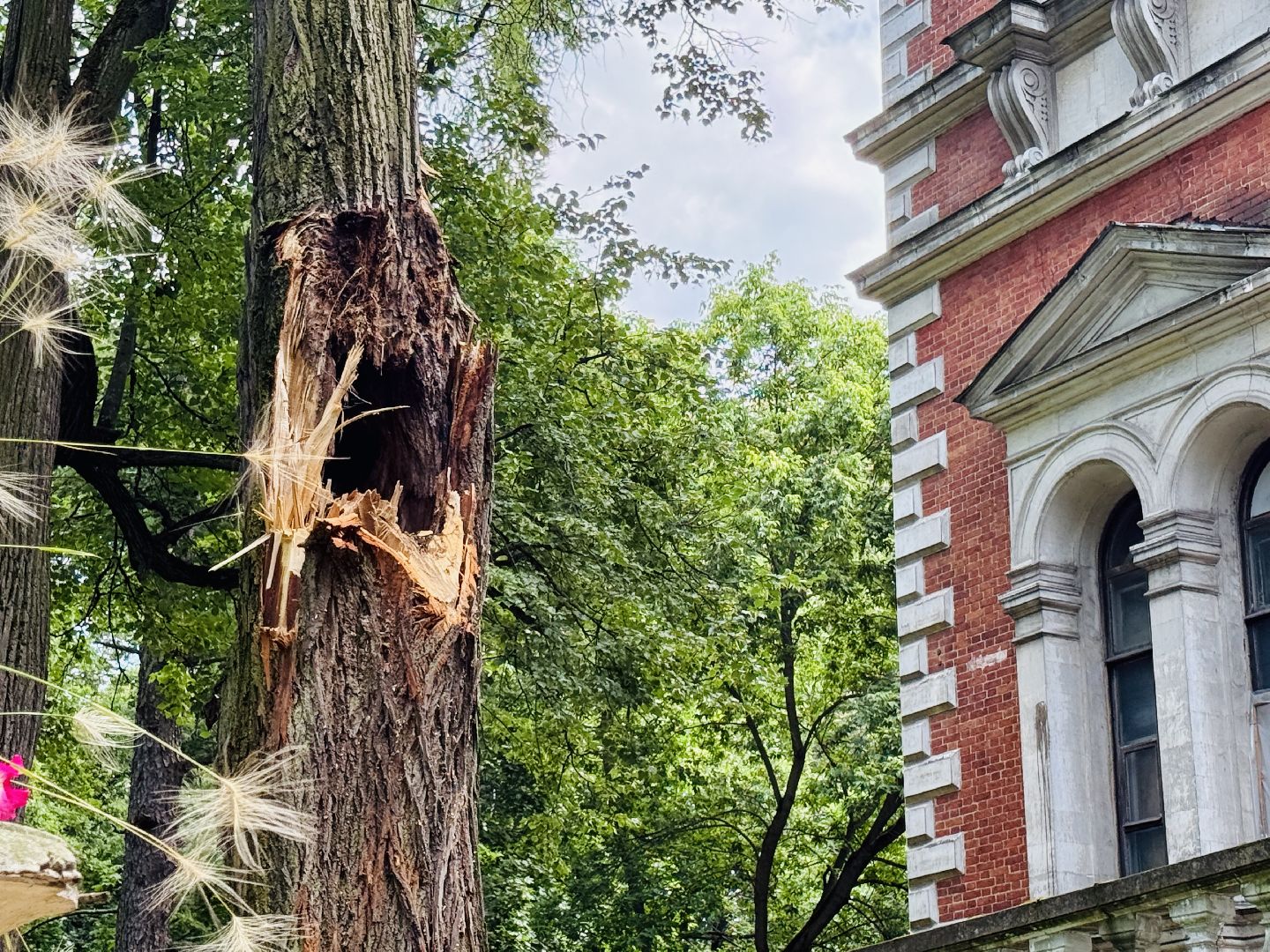 раменское, усадьба быково, ураган, волонтеры, Усадьба Быково Проект возрождения,