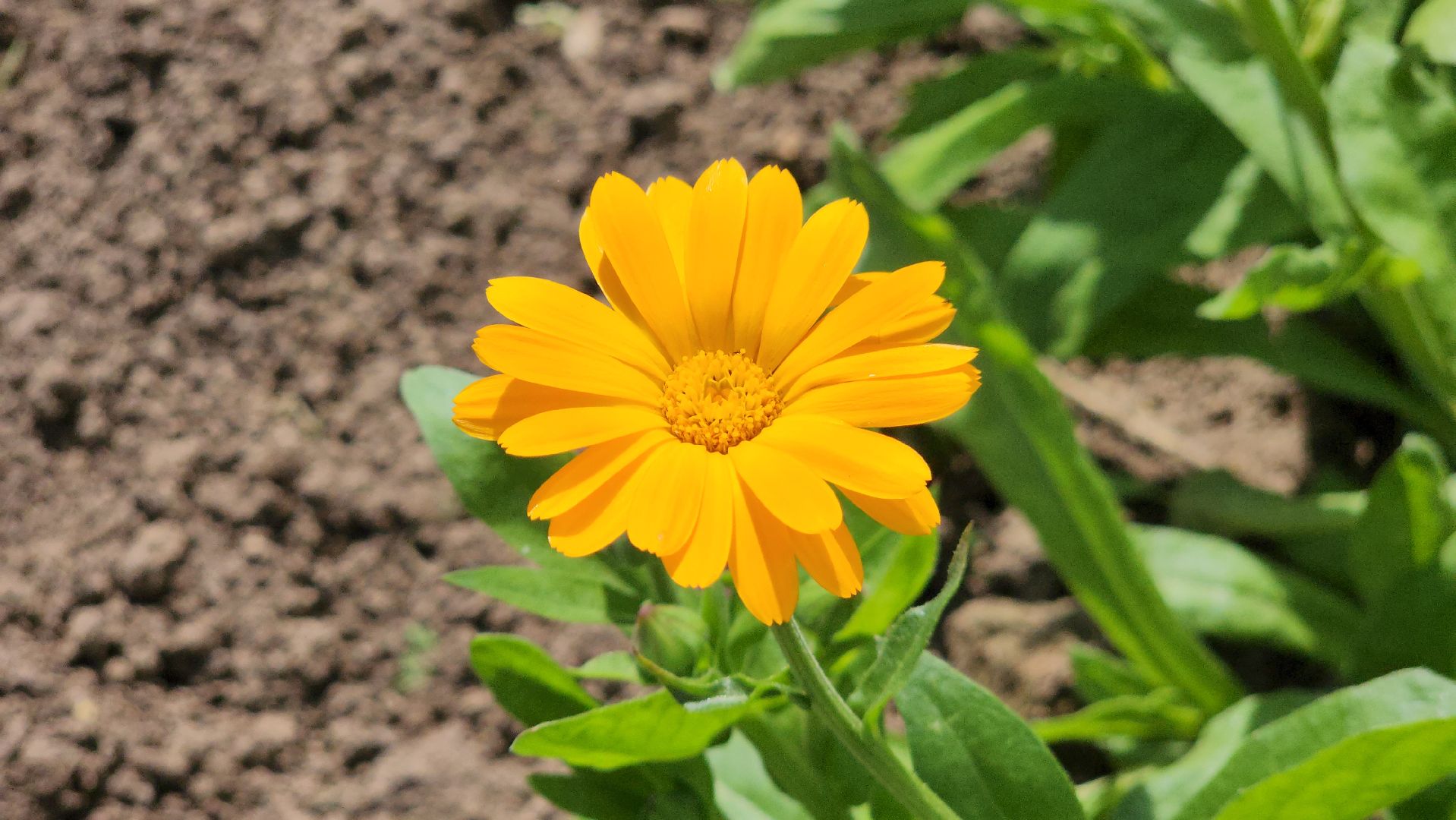 ступино, агроклассы, сельское хозяйство, образование,