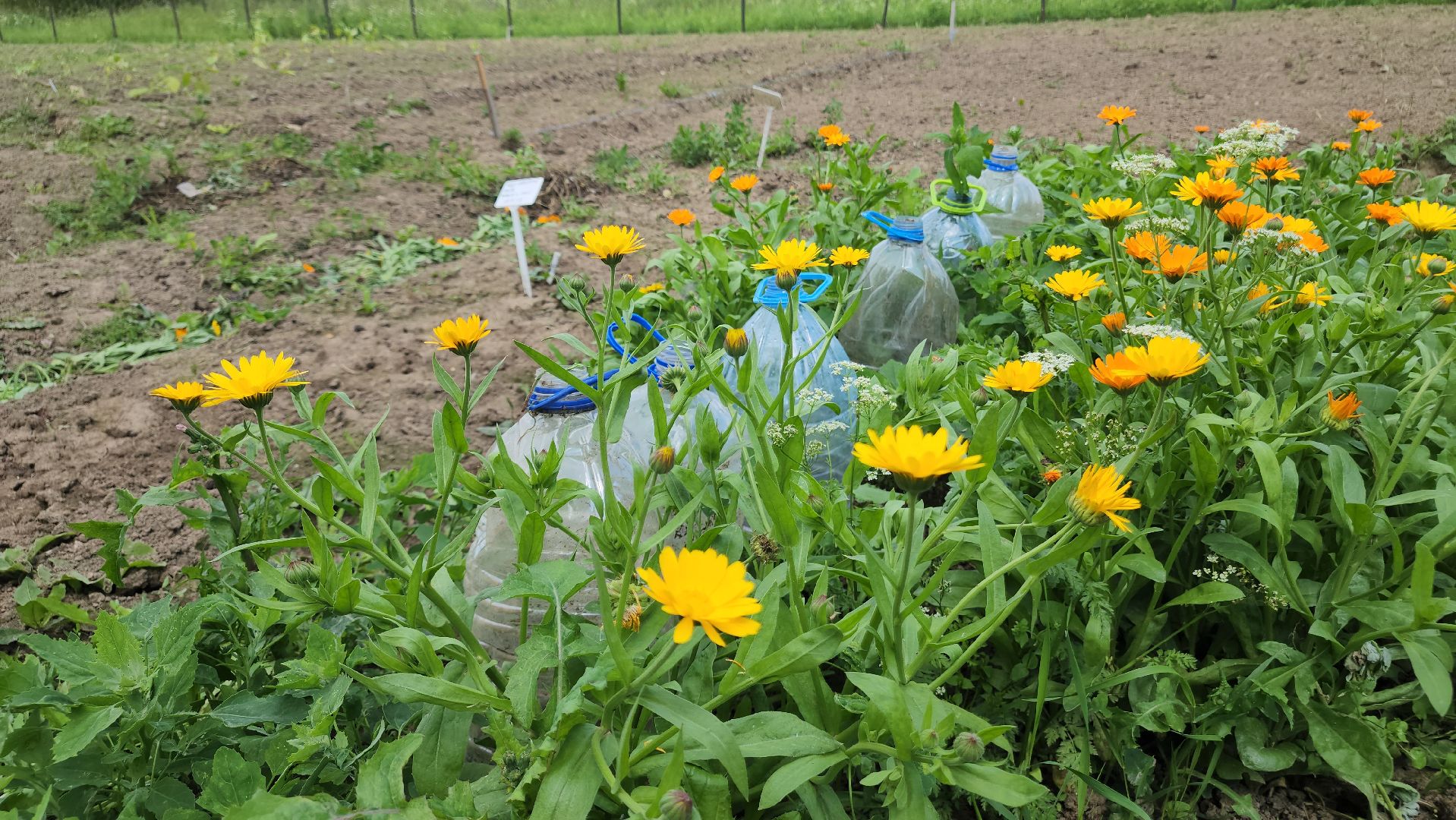ступино, агроклассы, сельское хозяйство, образование,