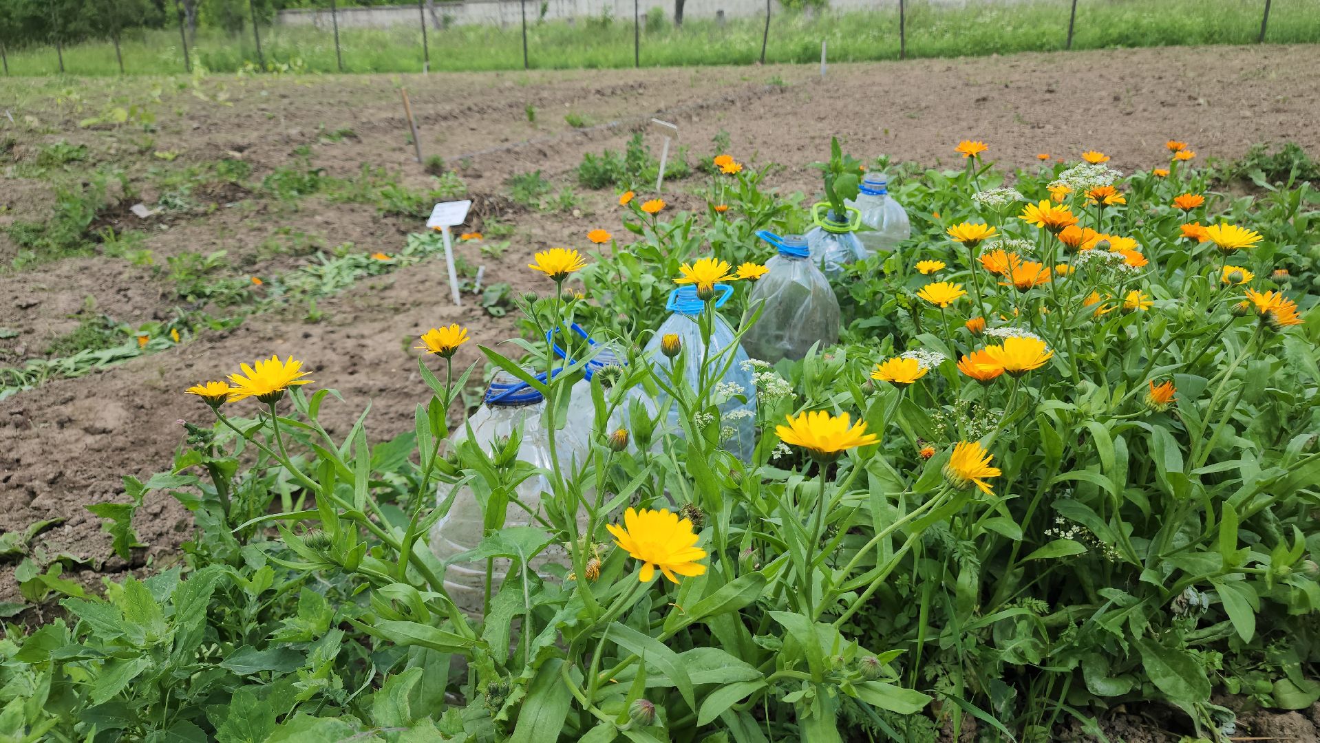 ступино, агроклассы, сельское хозяйство, образование,