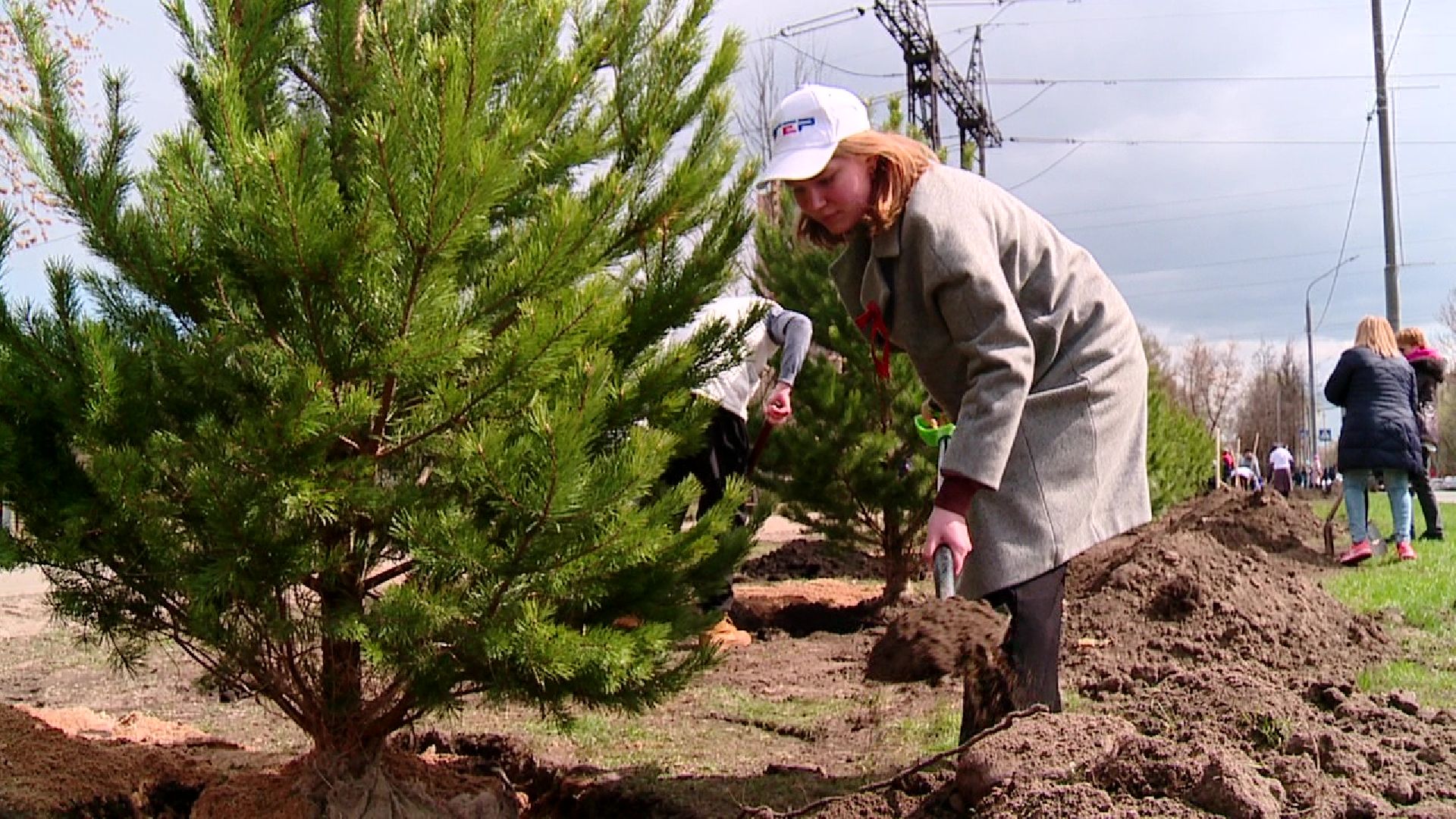 Реутов, Лес Победы, деревья, благоустройство, посади своё дерево