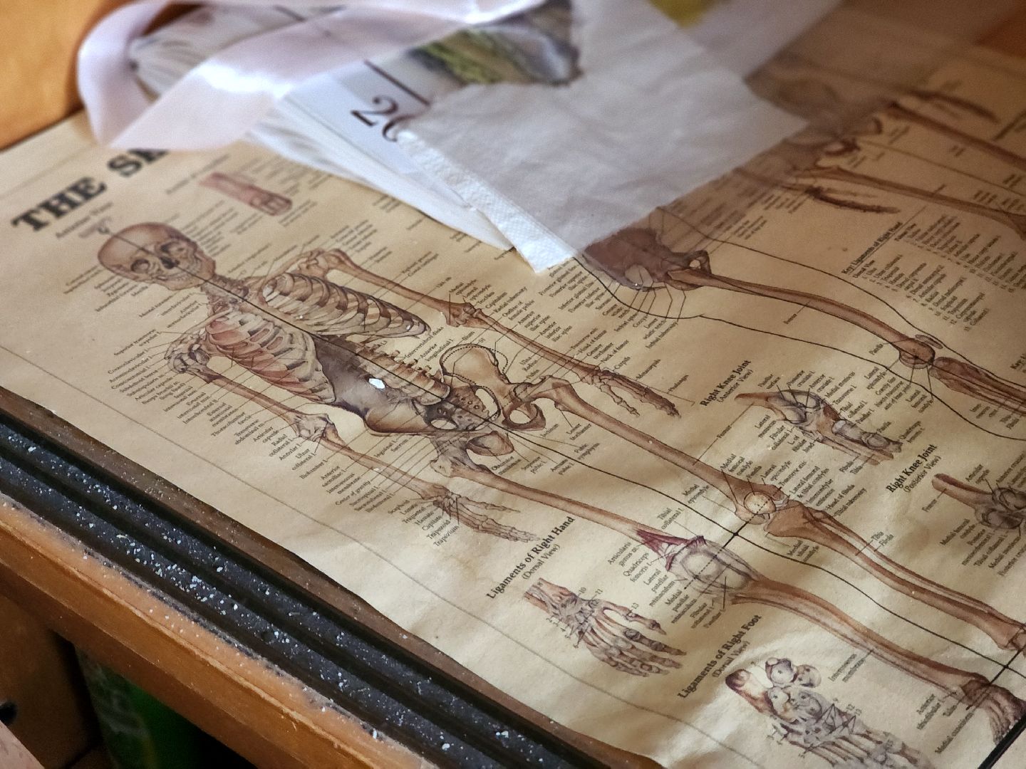 дубна, лицей 6, егэ по биологии, 100 баллов по егэ, орнитология,