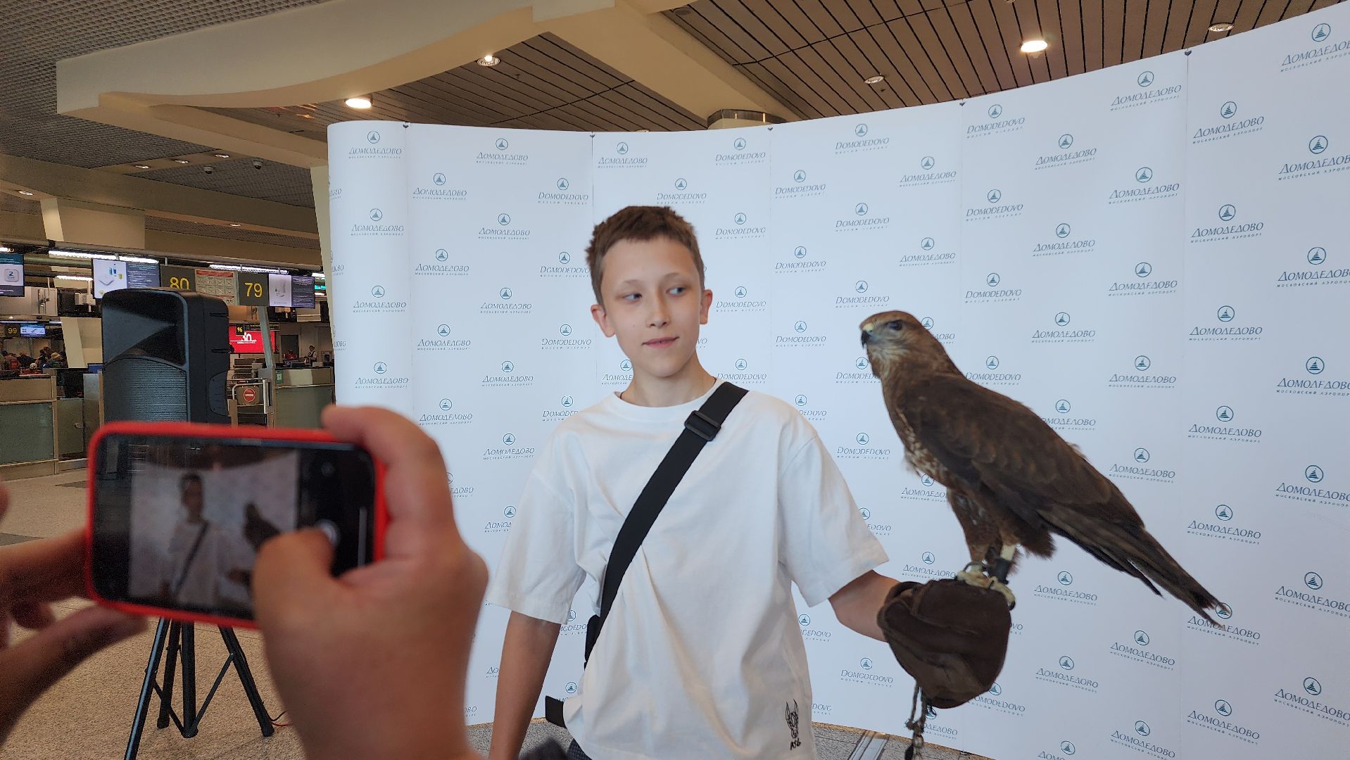 домодедово , подмосковье, аэропорт , аэропорт домодедово, ястреб , птицы, двигатель , самолет , авиация, авиационная безопасность ,