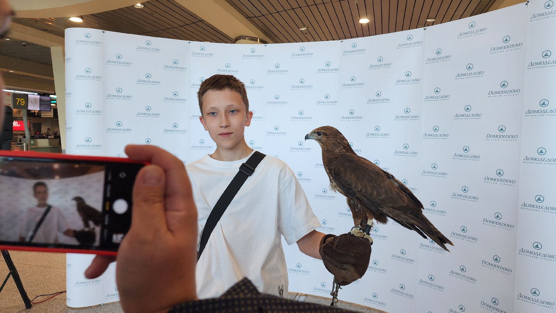 домодедово , подмосковье, аэропорт , аэропорт домодедово, ястреб , птицы, двигатель , самолет , авиация, авиационная безопасность ,