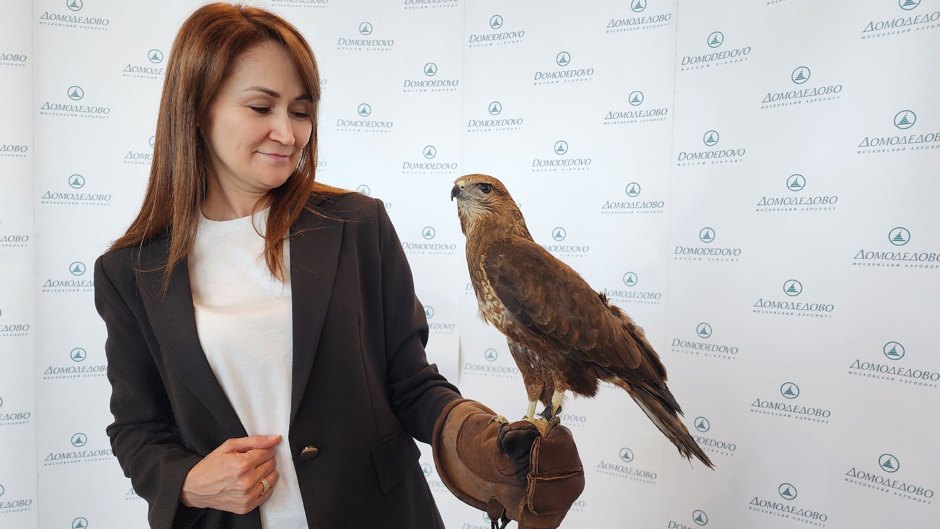 домодедово , подмосковье, аэропорт , аэропорт домодедово, ястреб , птицы, двигатель , самолет , авиация, авиационная безопасность ,