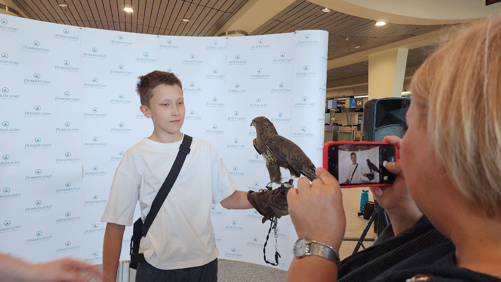 домодедово , подмосковье, аэропорт , аэропорт домодедово, ястреб , птицы, двигатель , самолет , авиация, авиационная безопасность ,