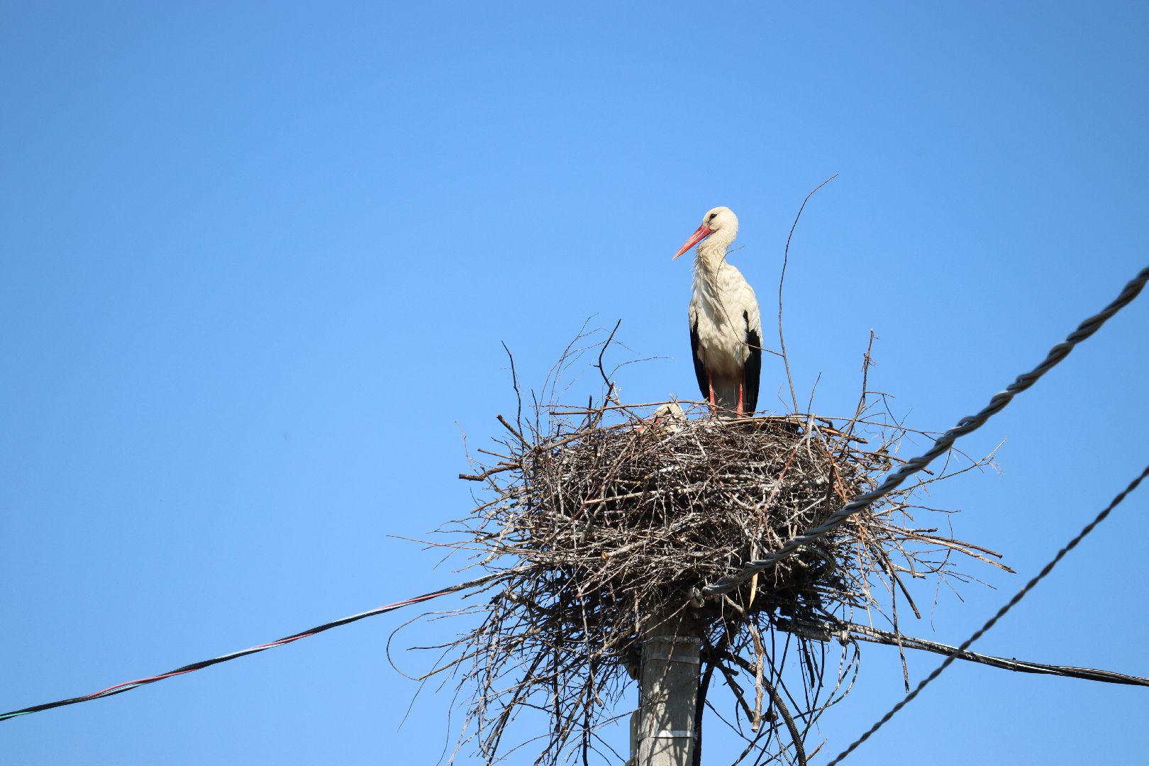 Серебряные Пруды, экология, аисты